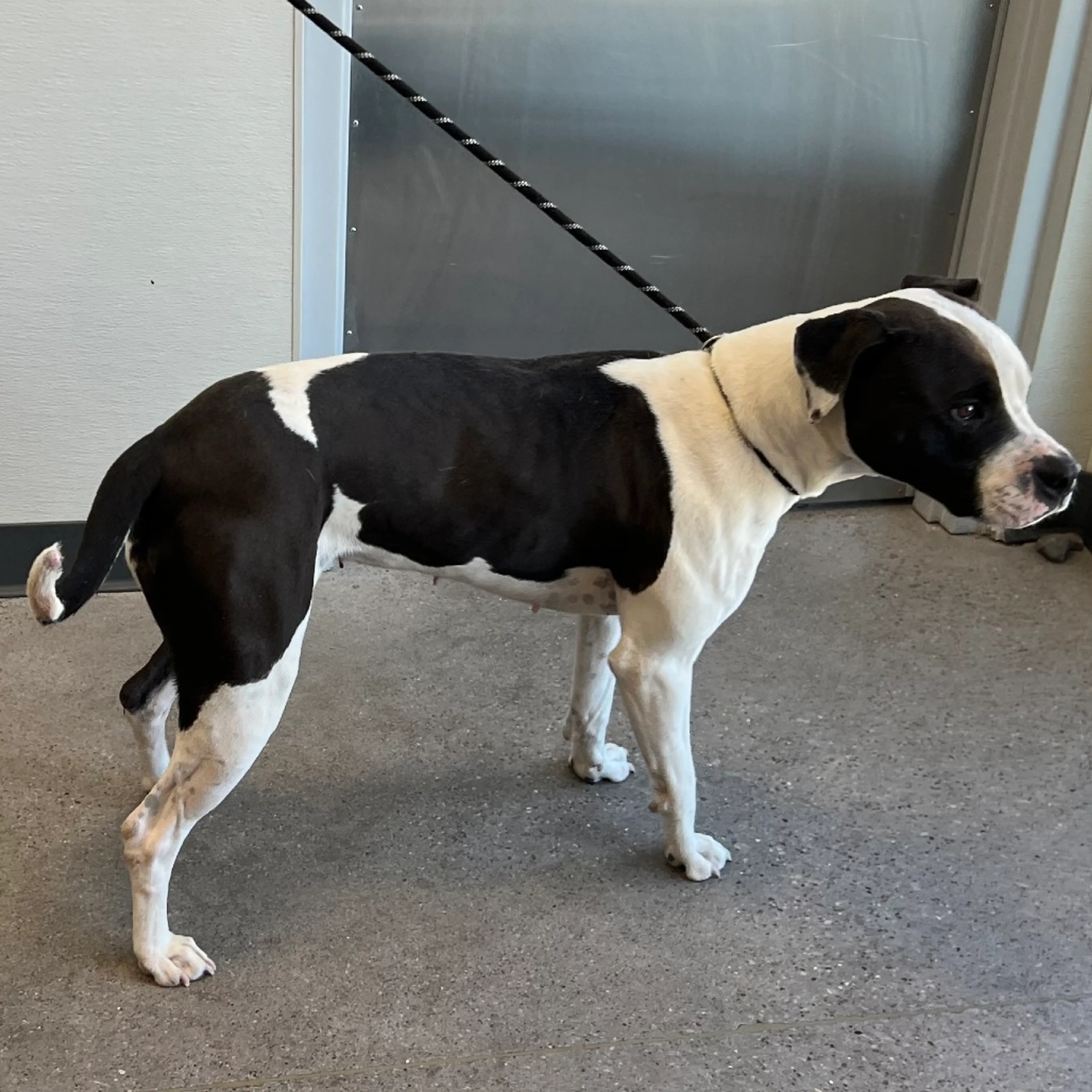 Found pet-1