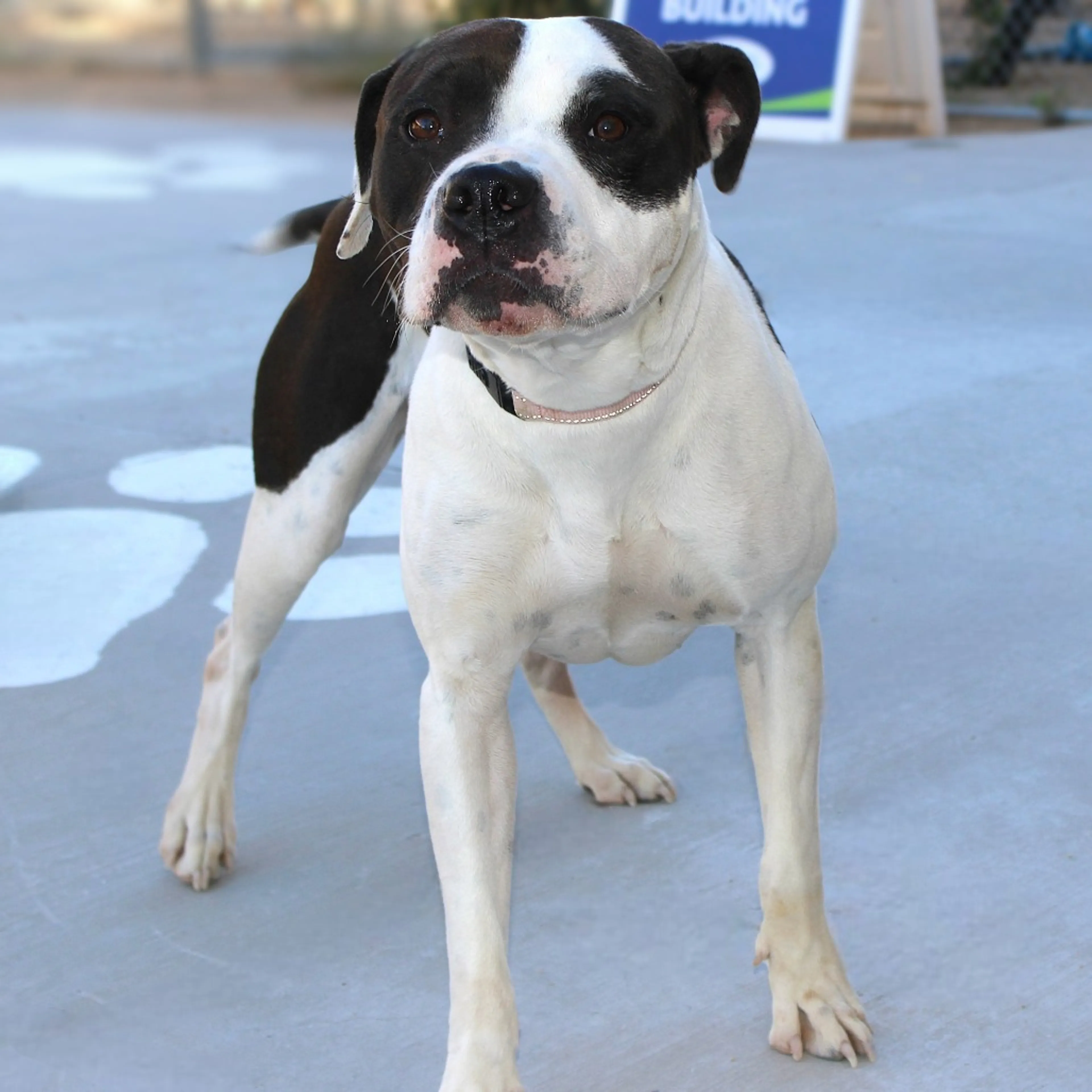 Found pet-5