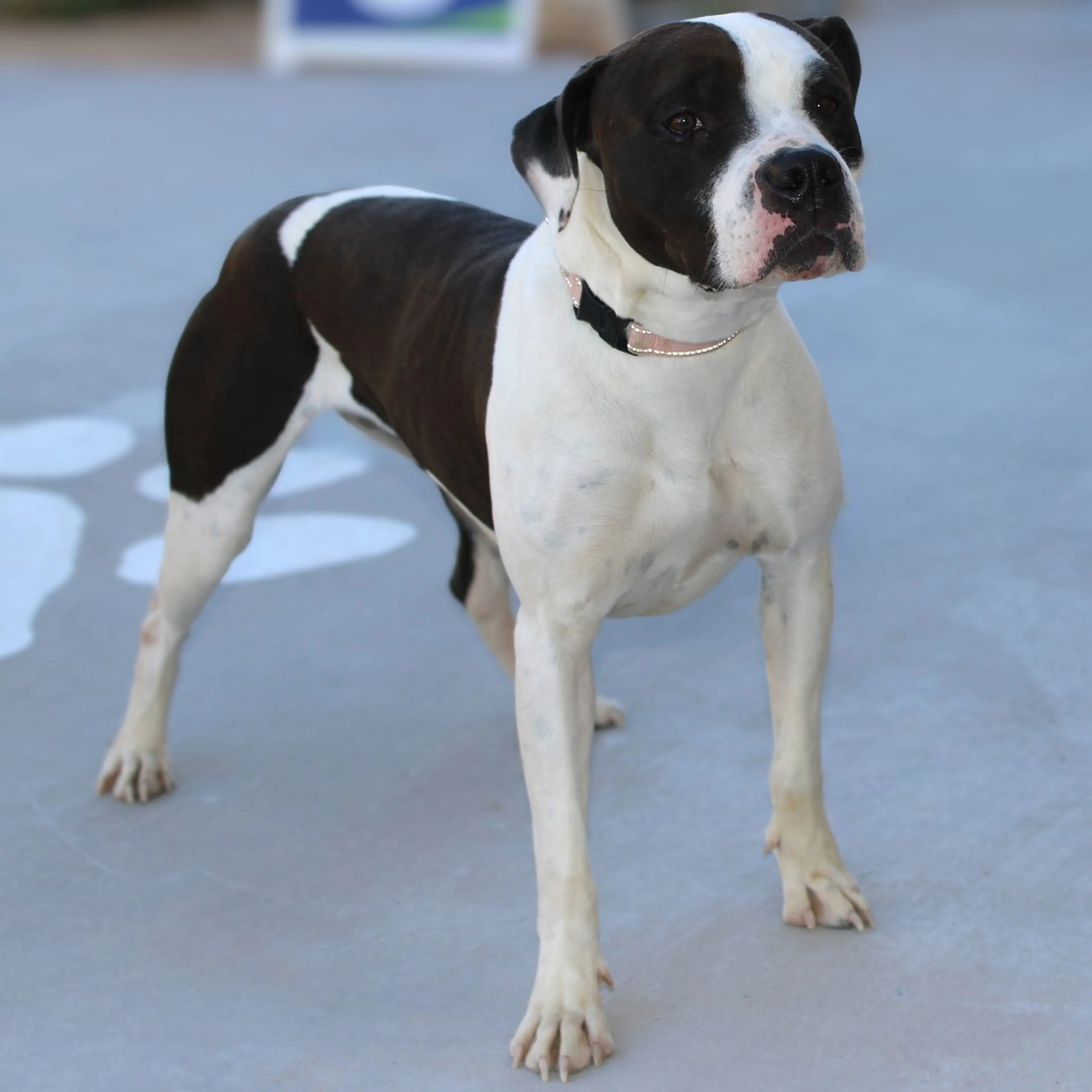 Found pet-6