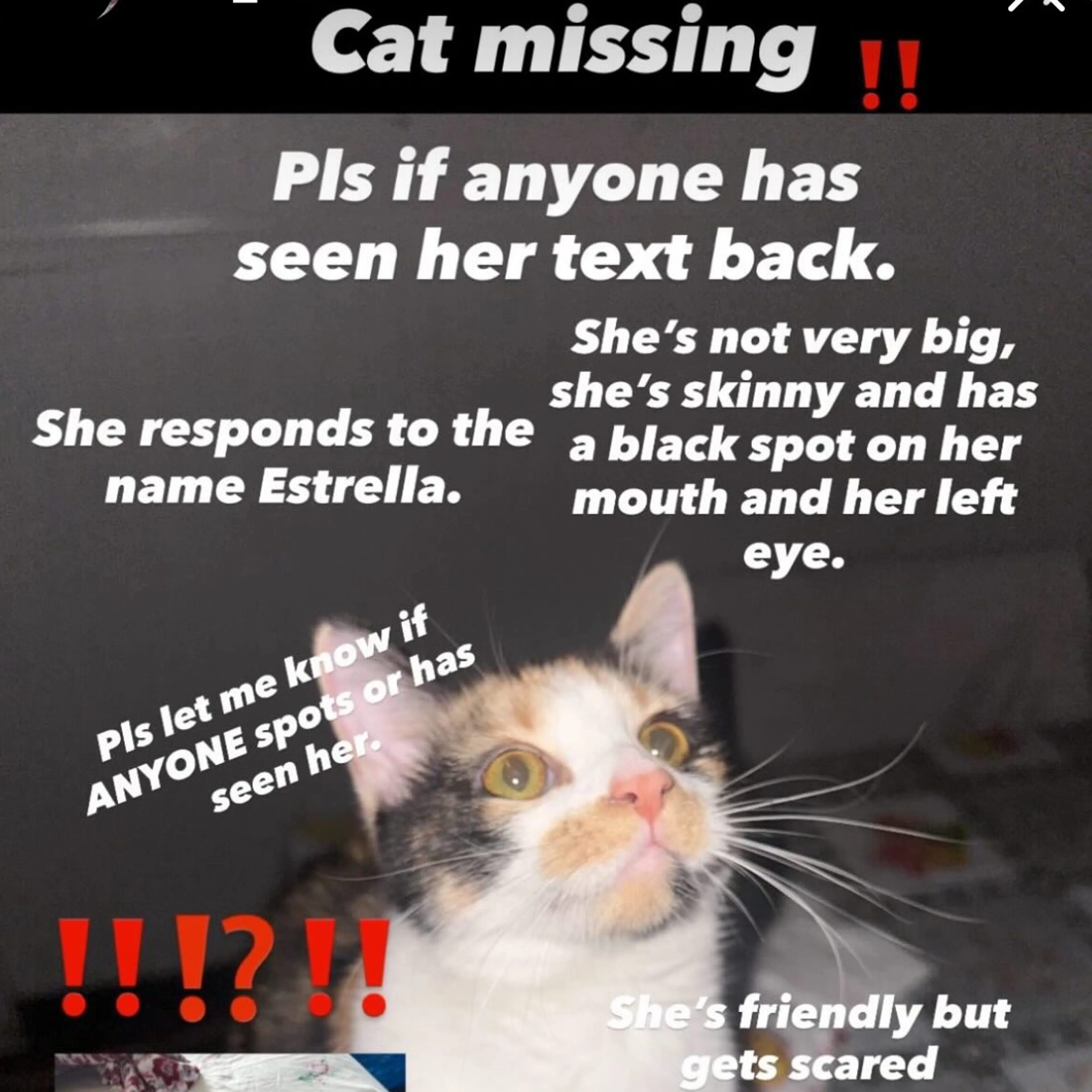 Lost pet-1