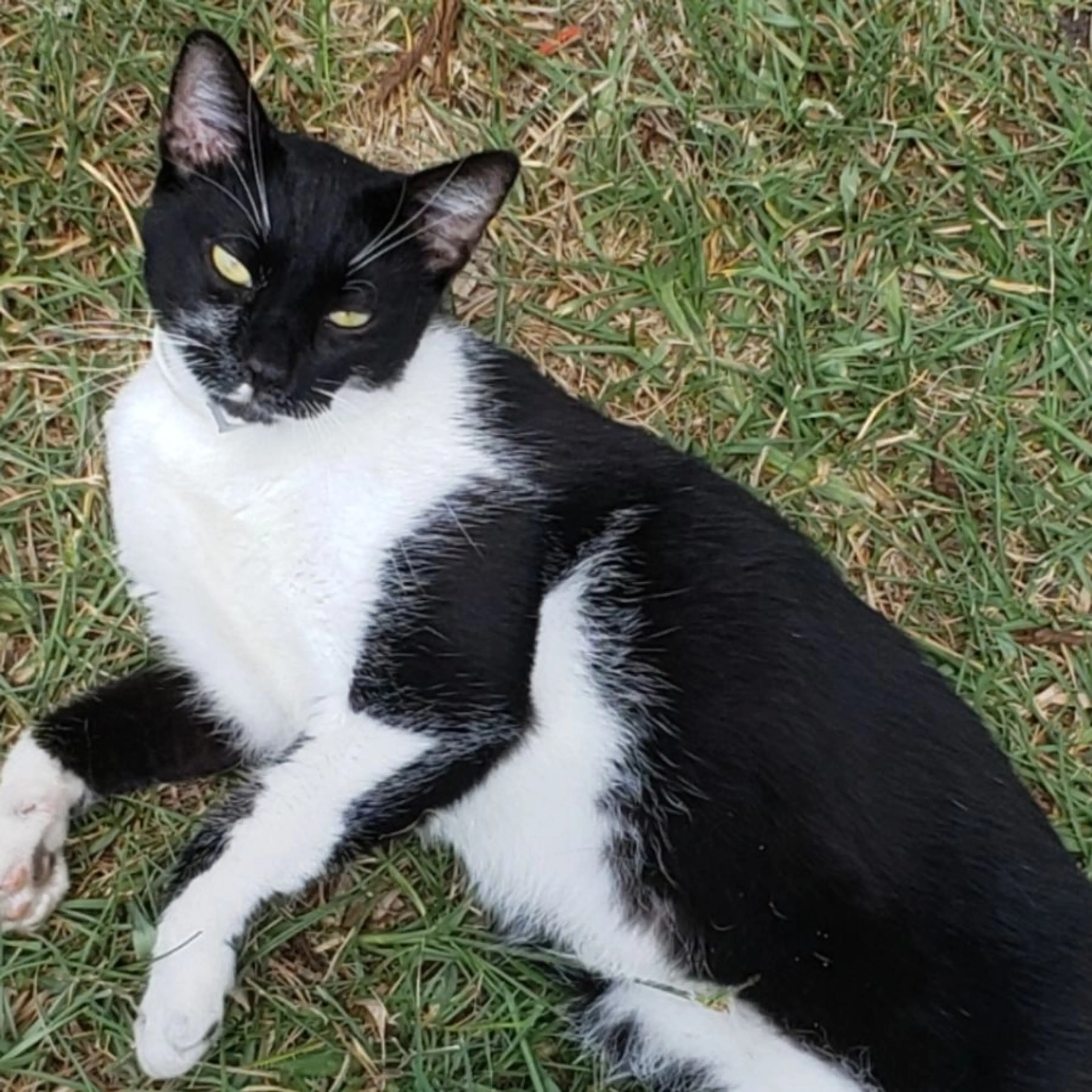 Lost pet