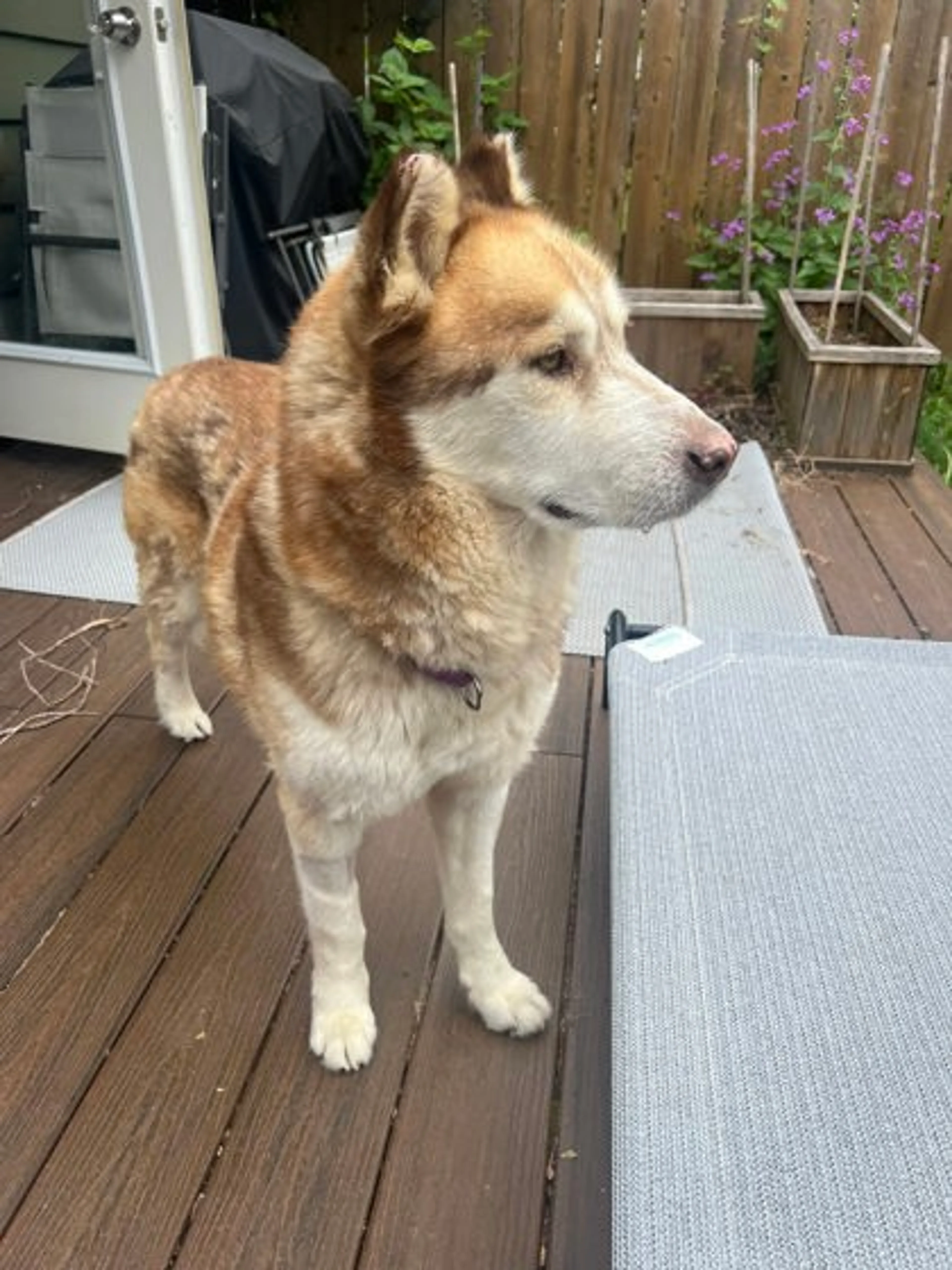 Found pet-2