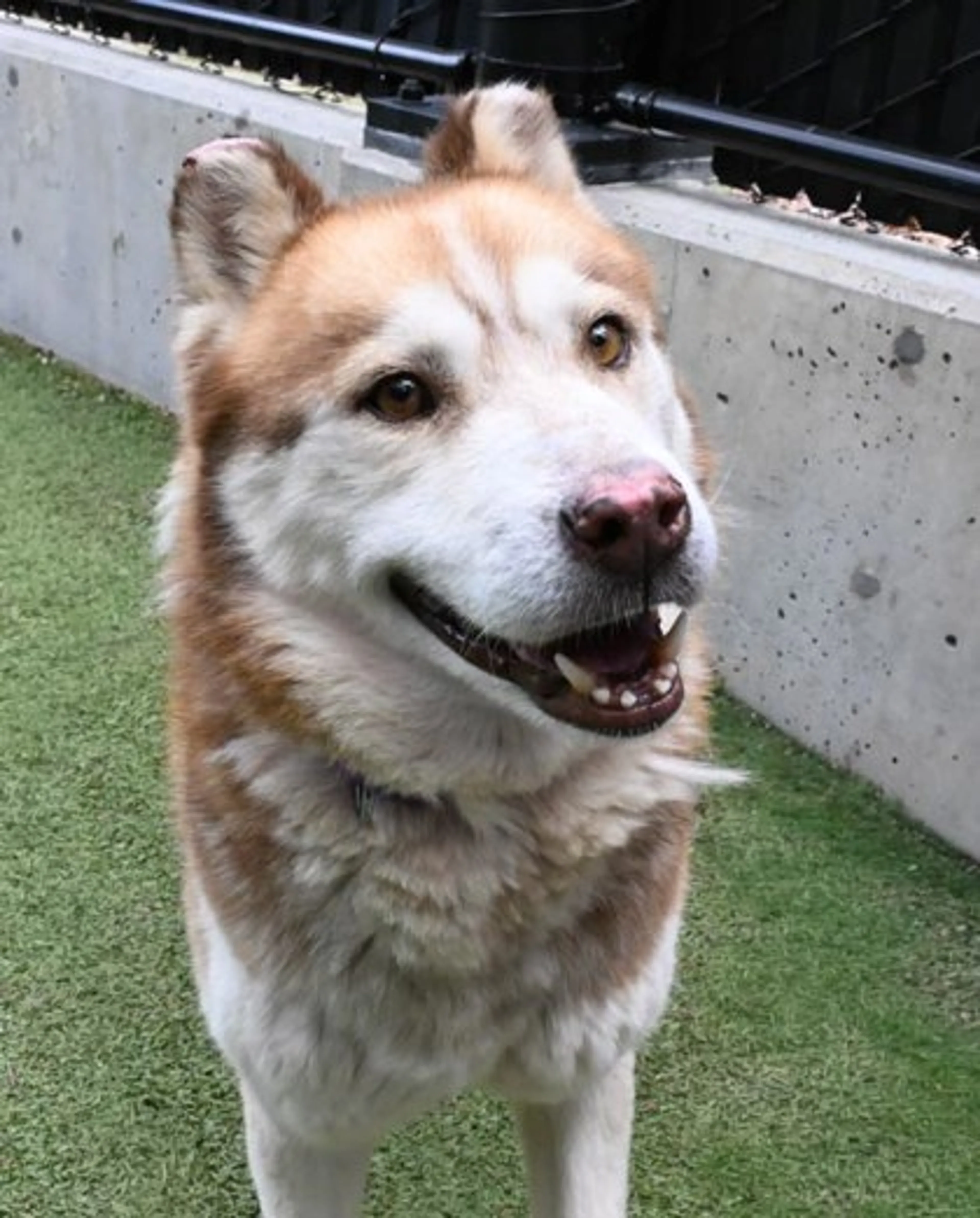 Found pet-1