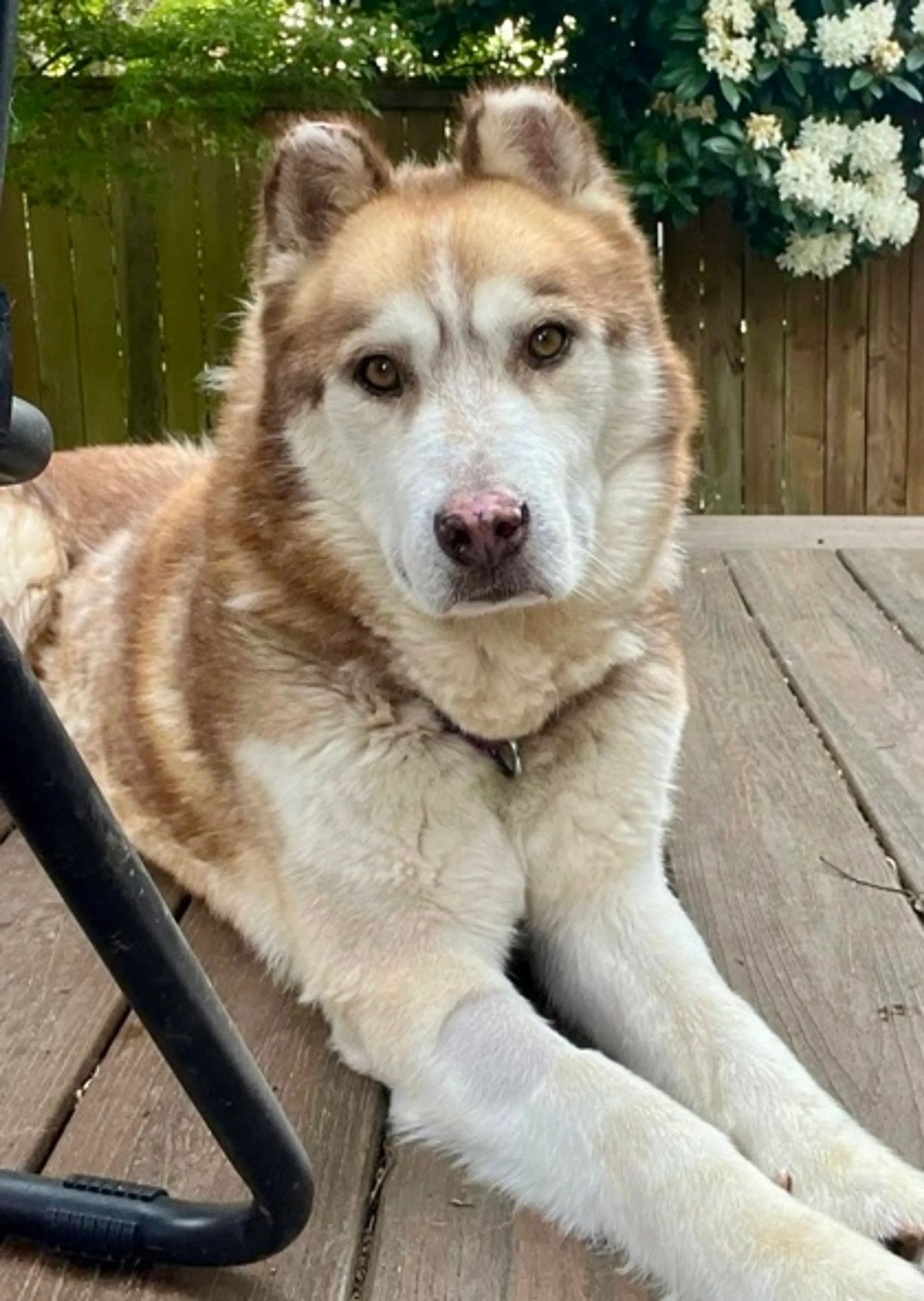 Found pet-0