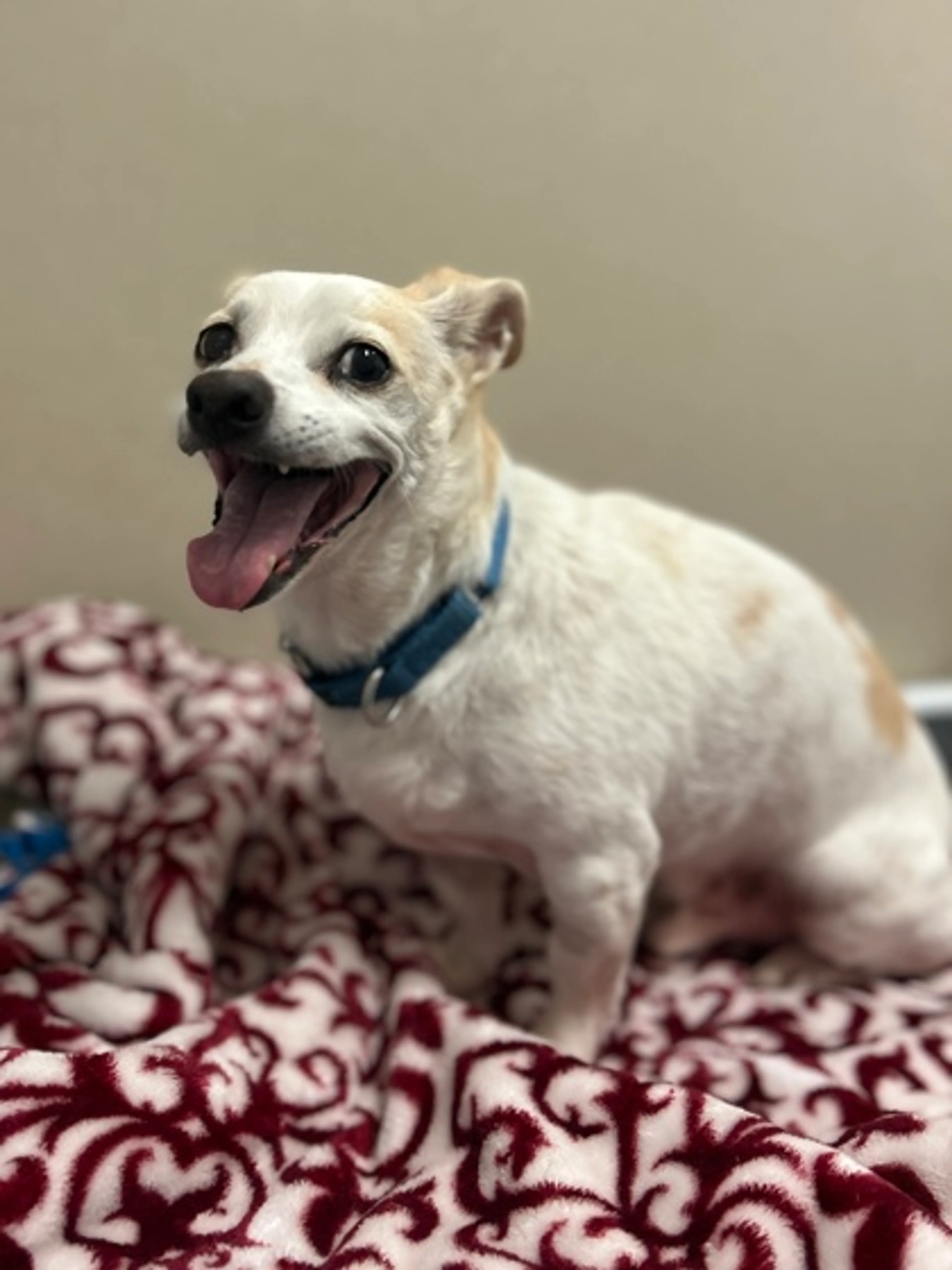 Found pet-1