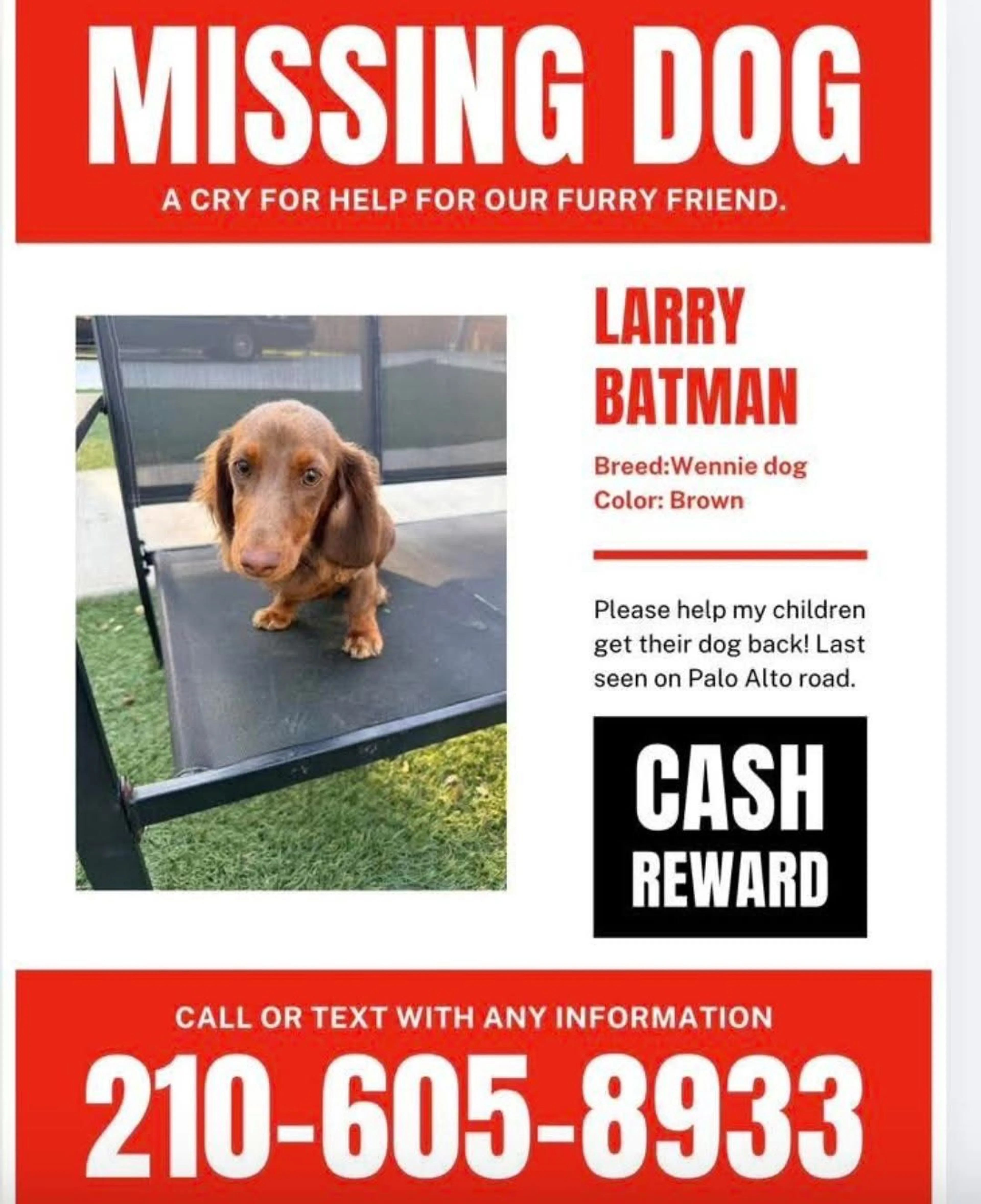 Lost pet