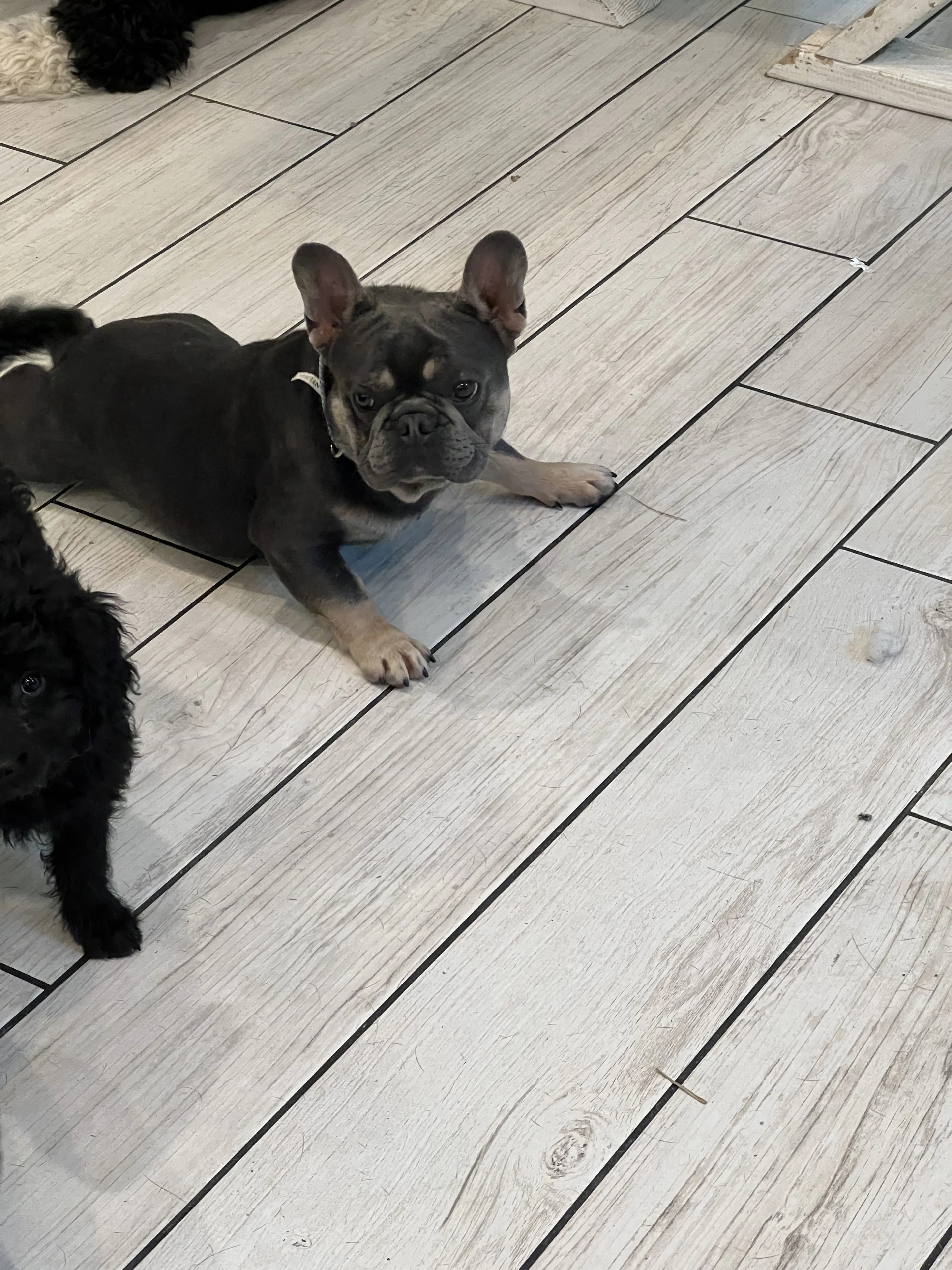 Lost pet-2