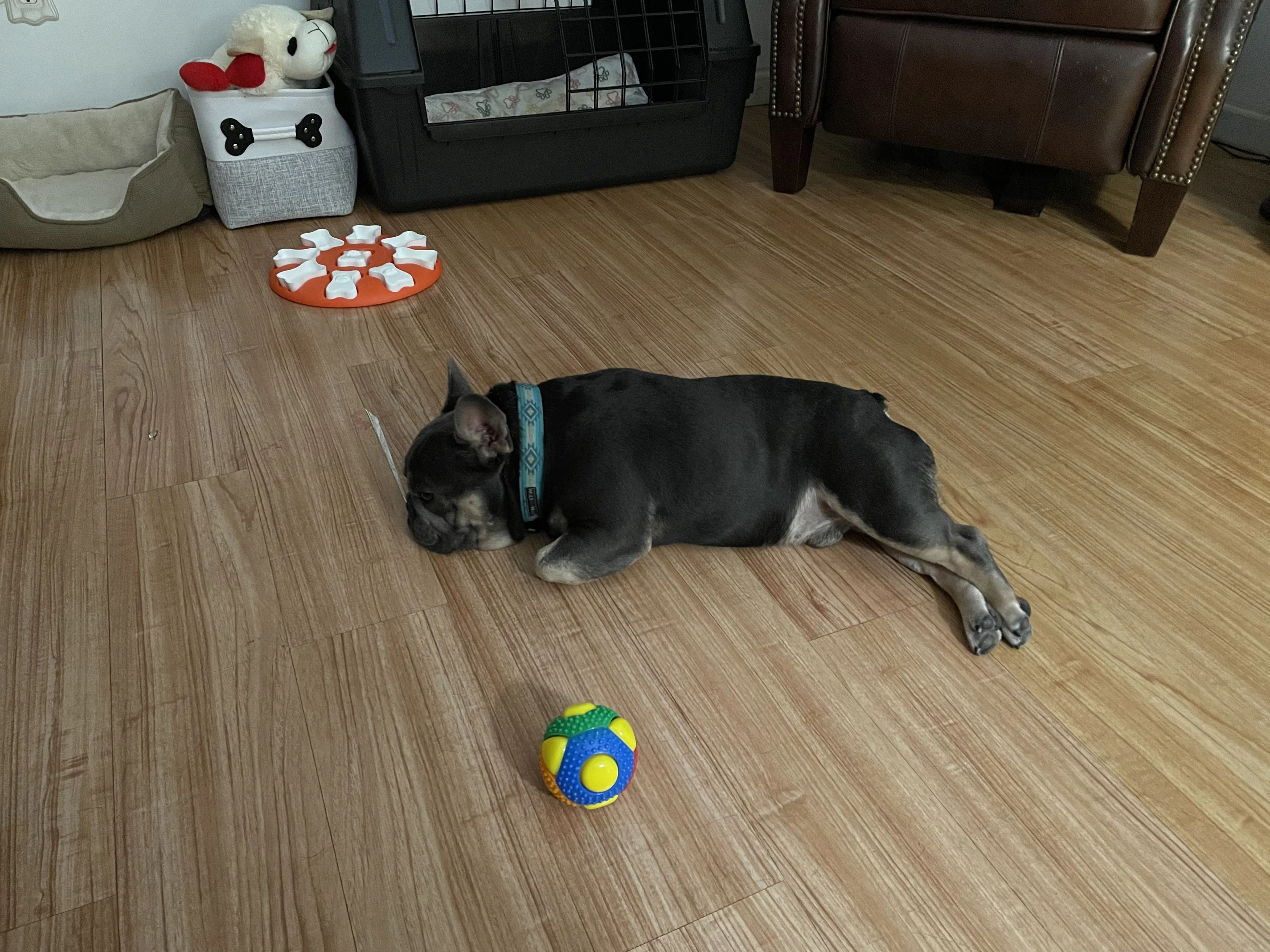 Lost pet-1