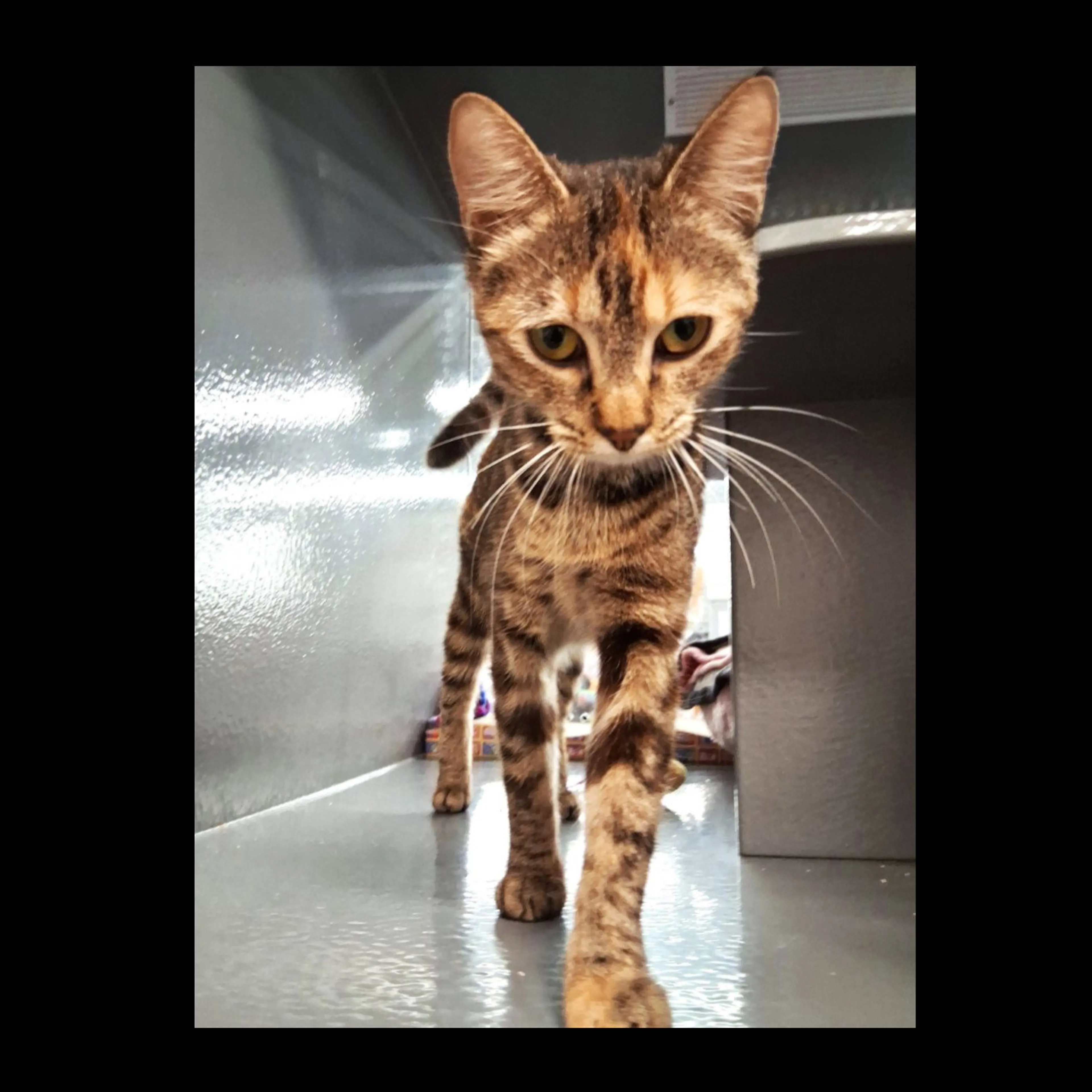 Found pet-2