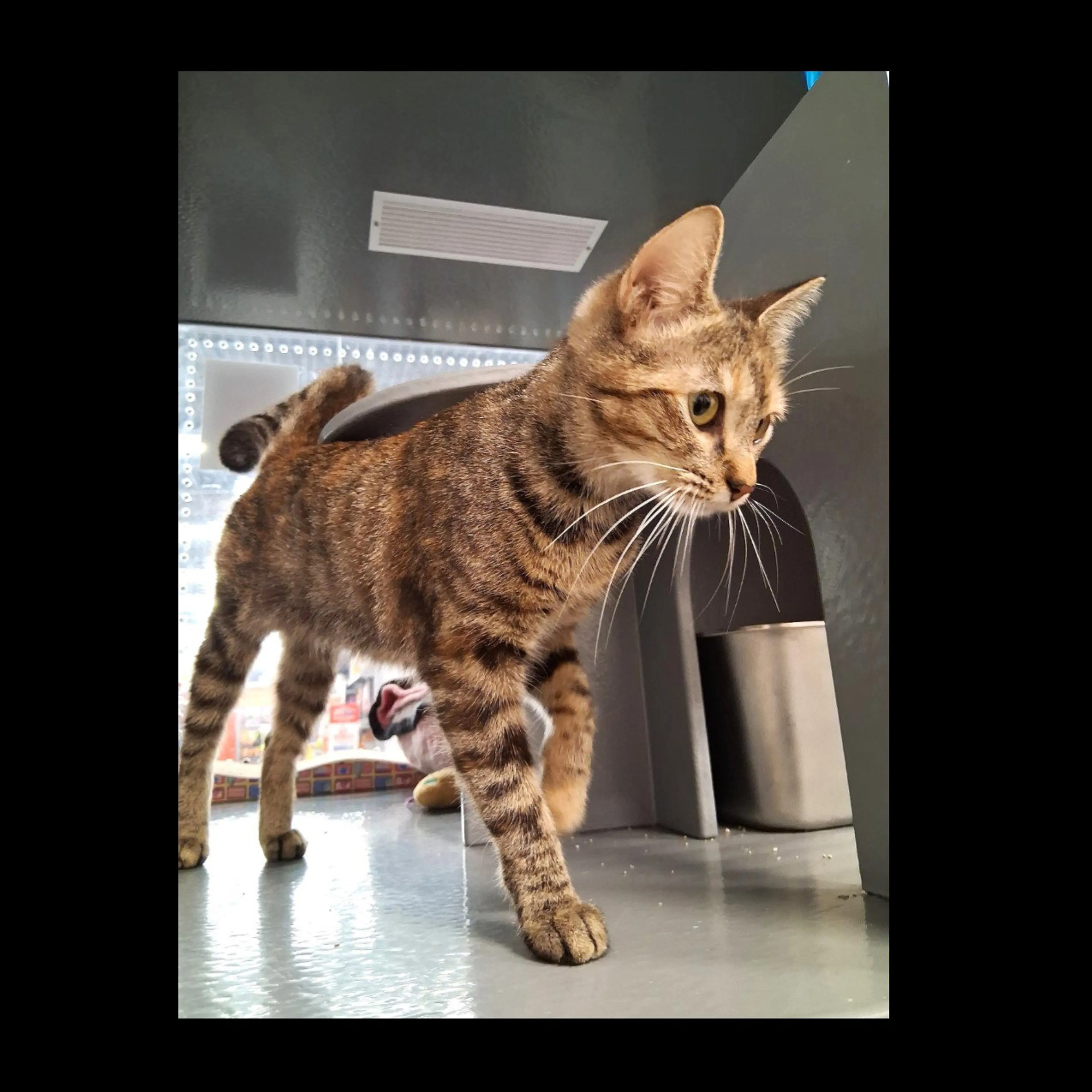 Found pet-1
