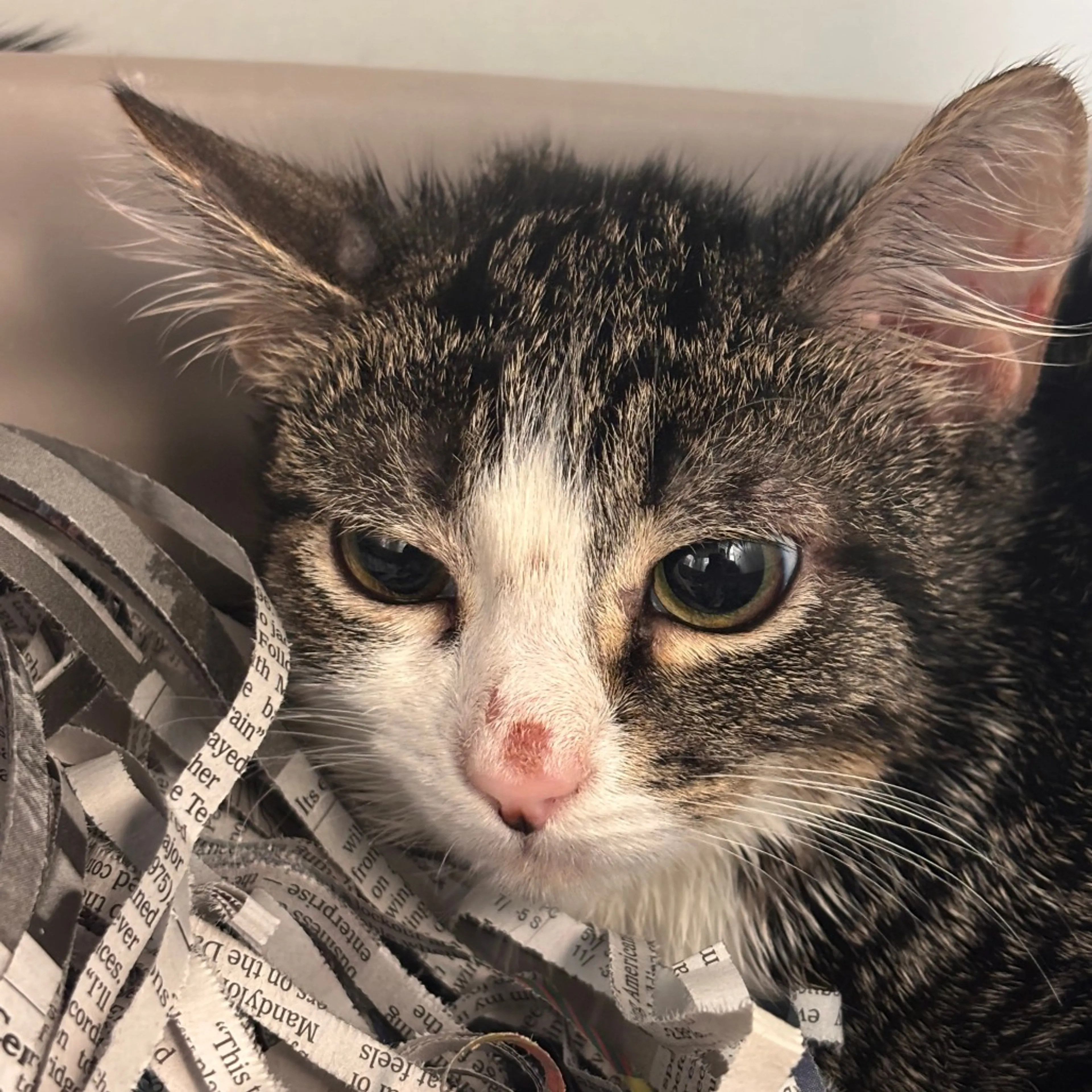 Found pet