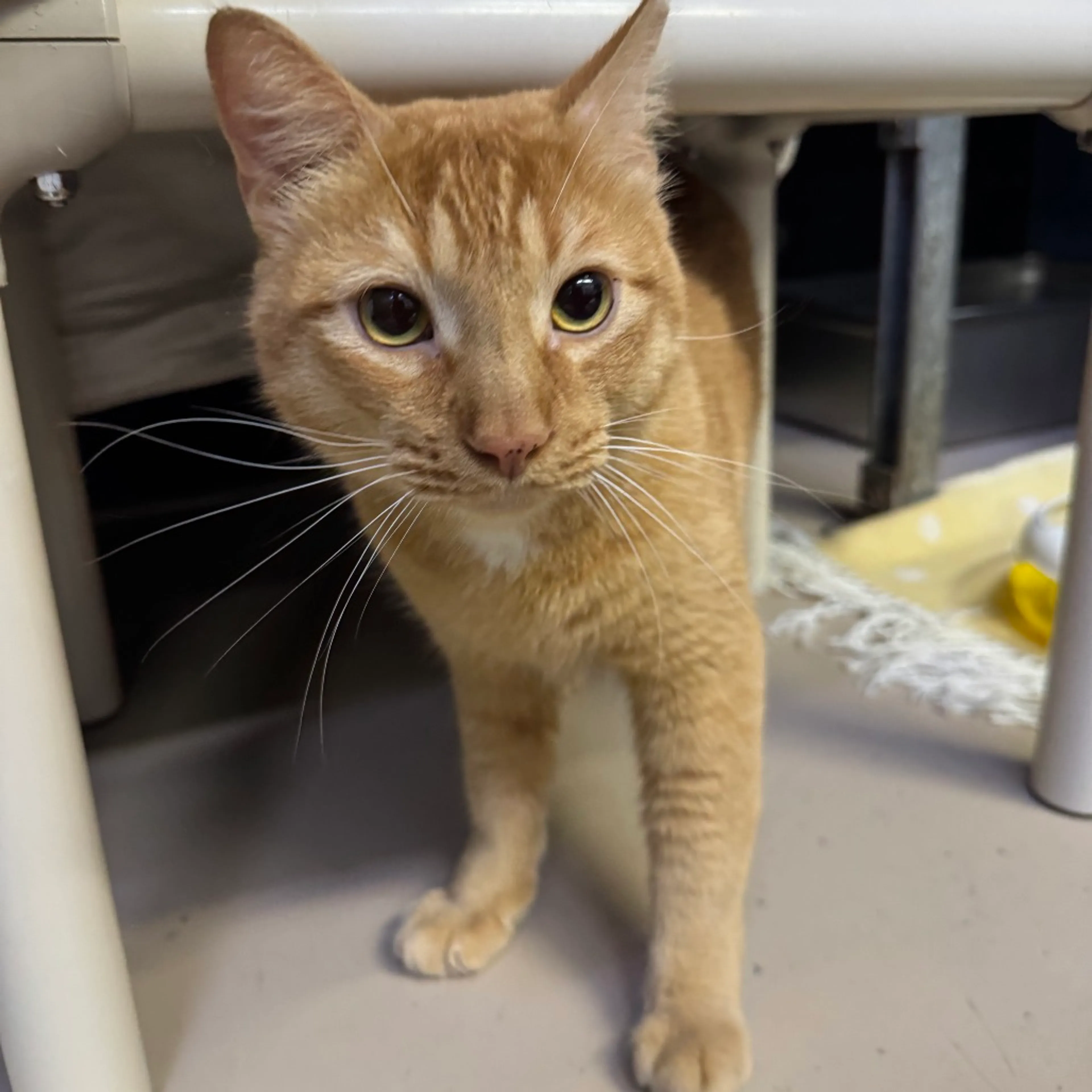 Found pet-4