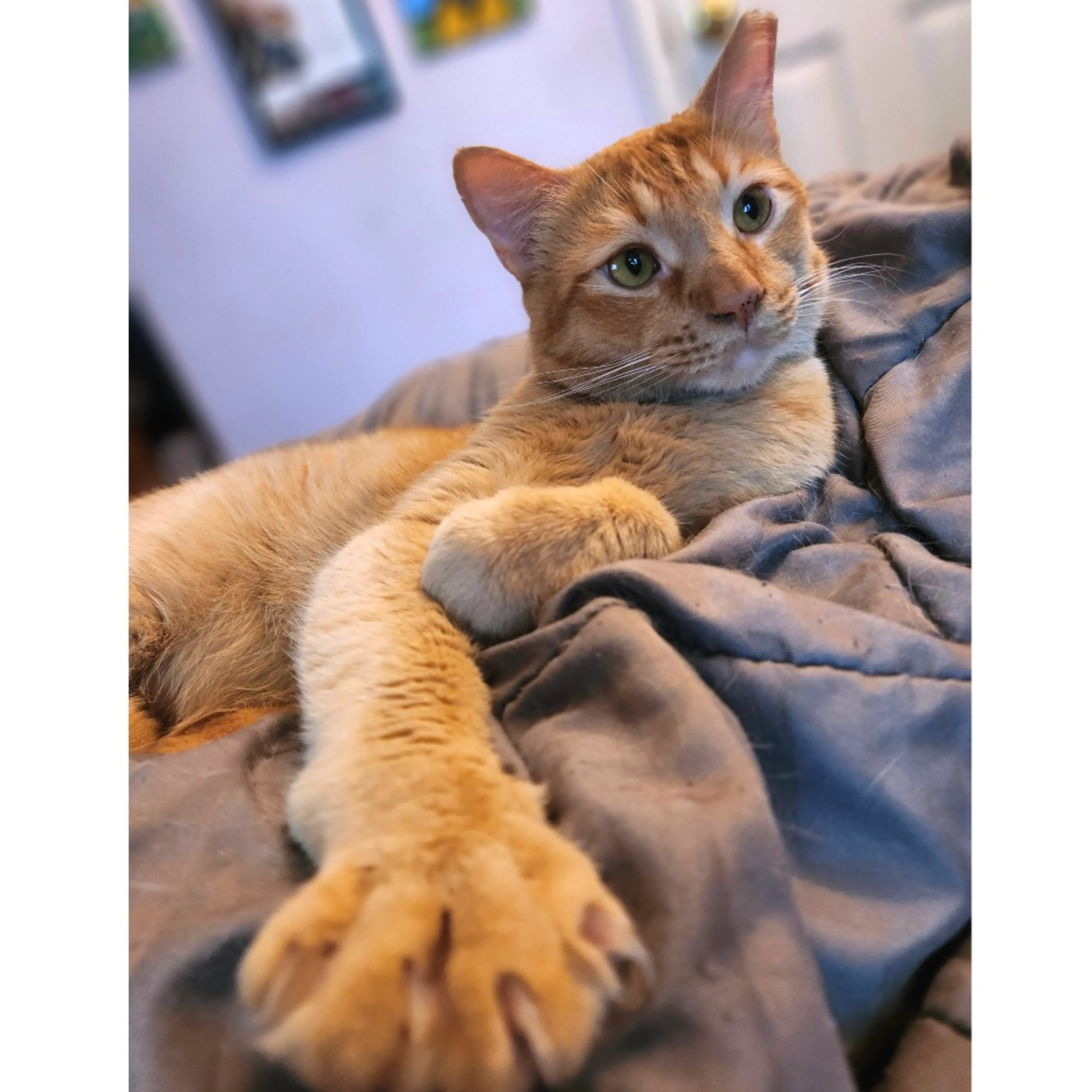 Found pet-0