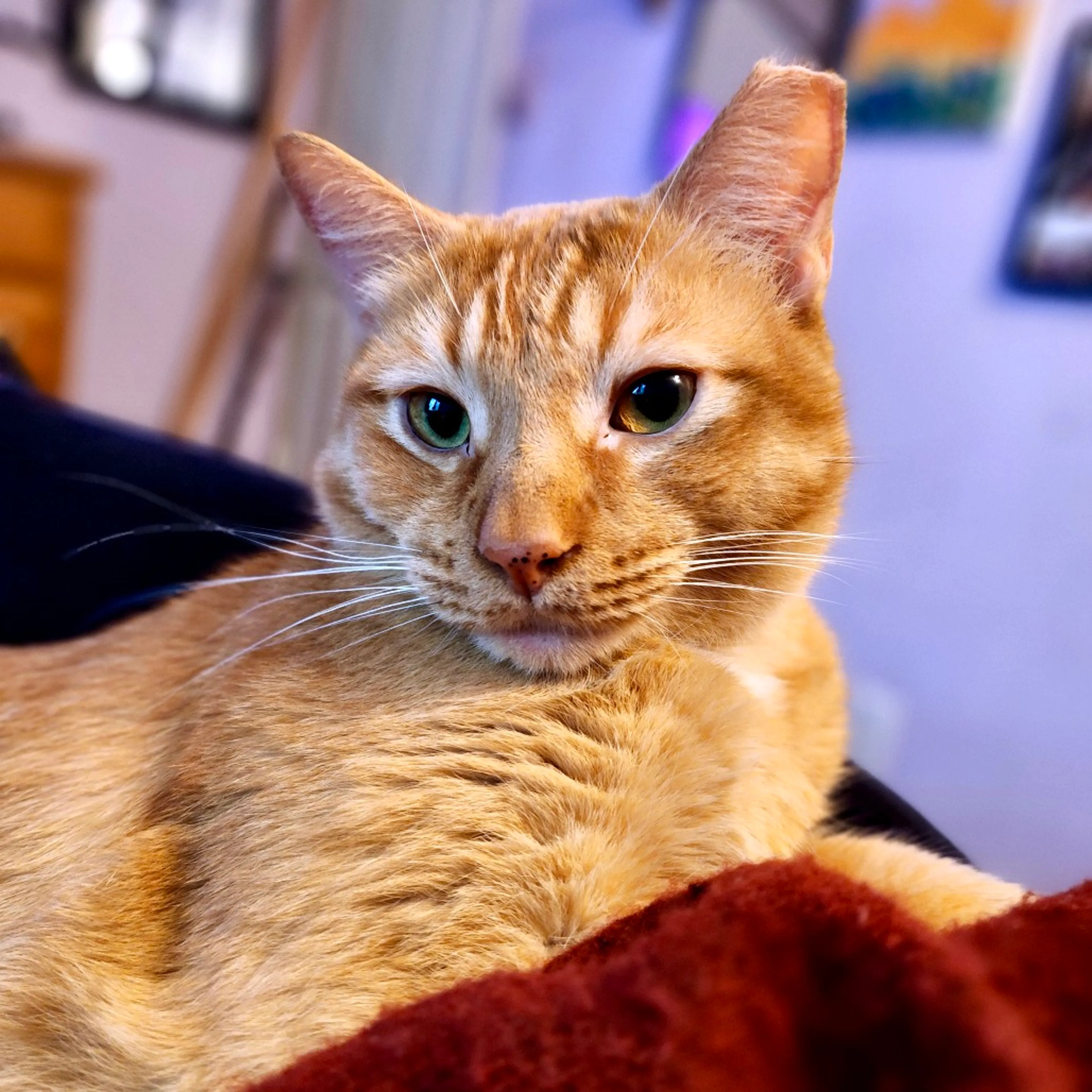 Found pet-6