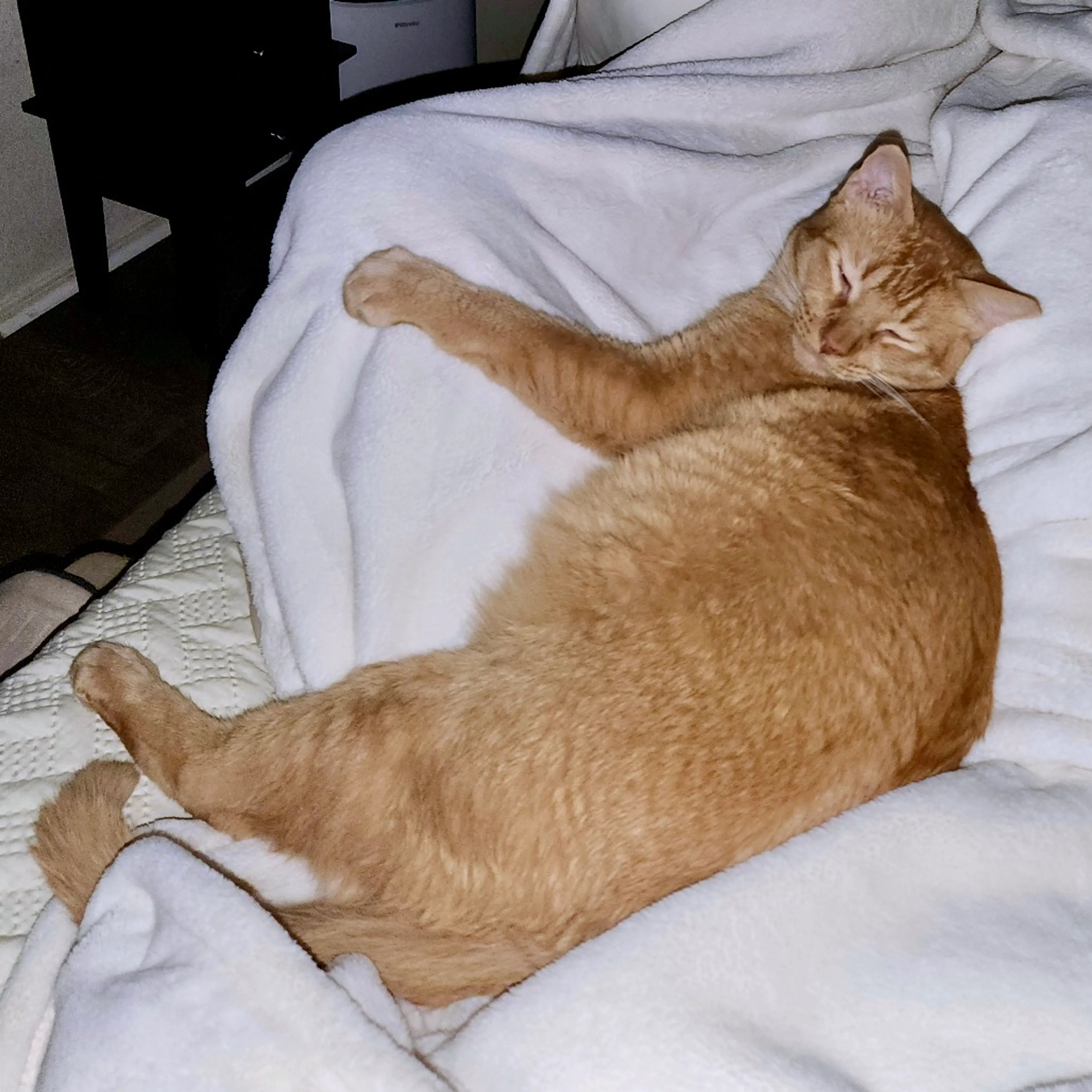 Found pet-7