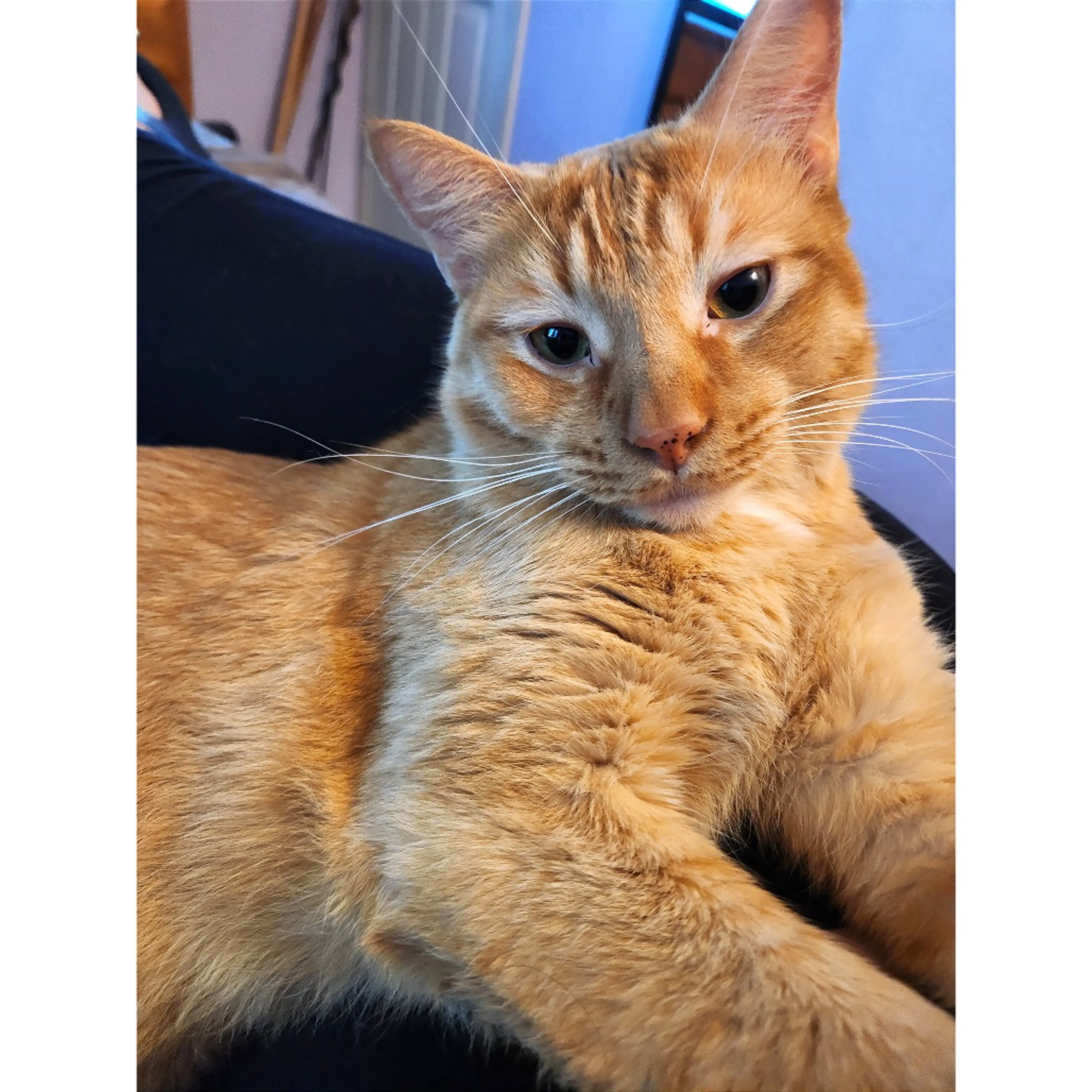 Found pet-5