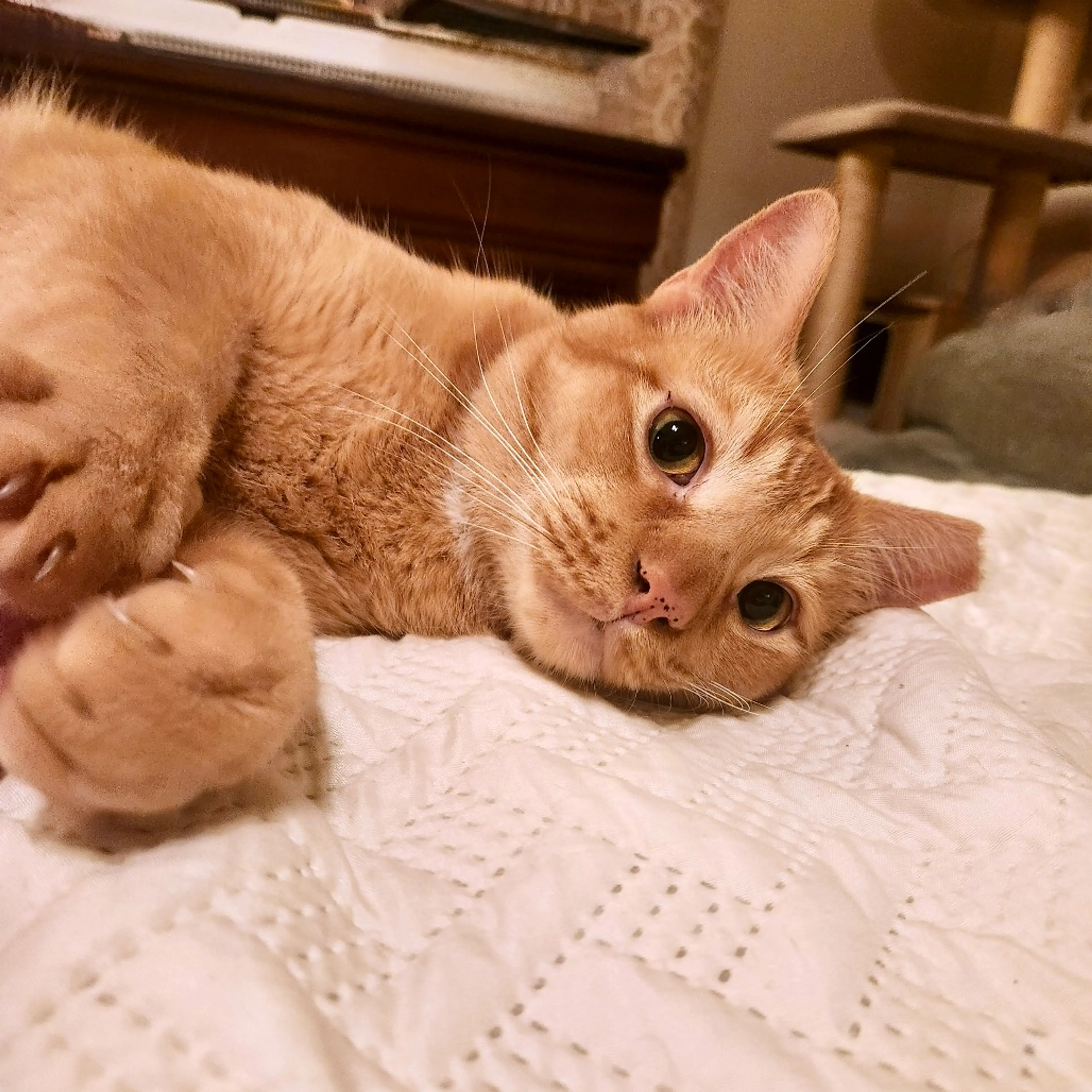 Found pet-8
