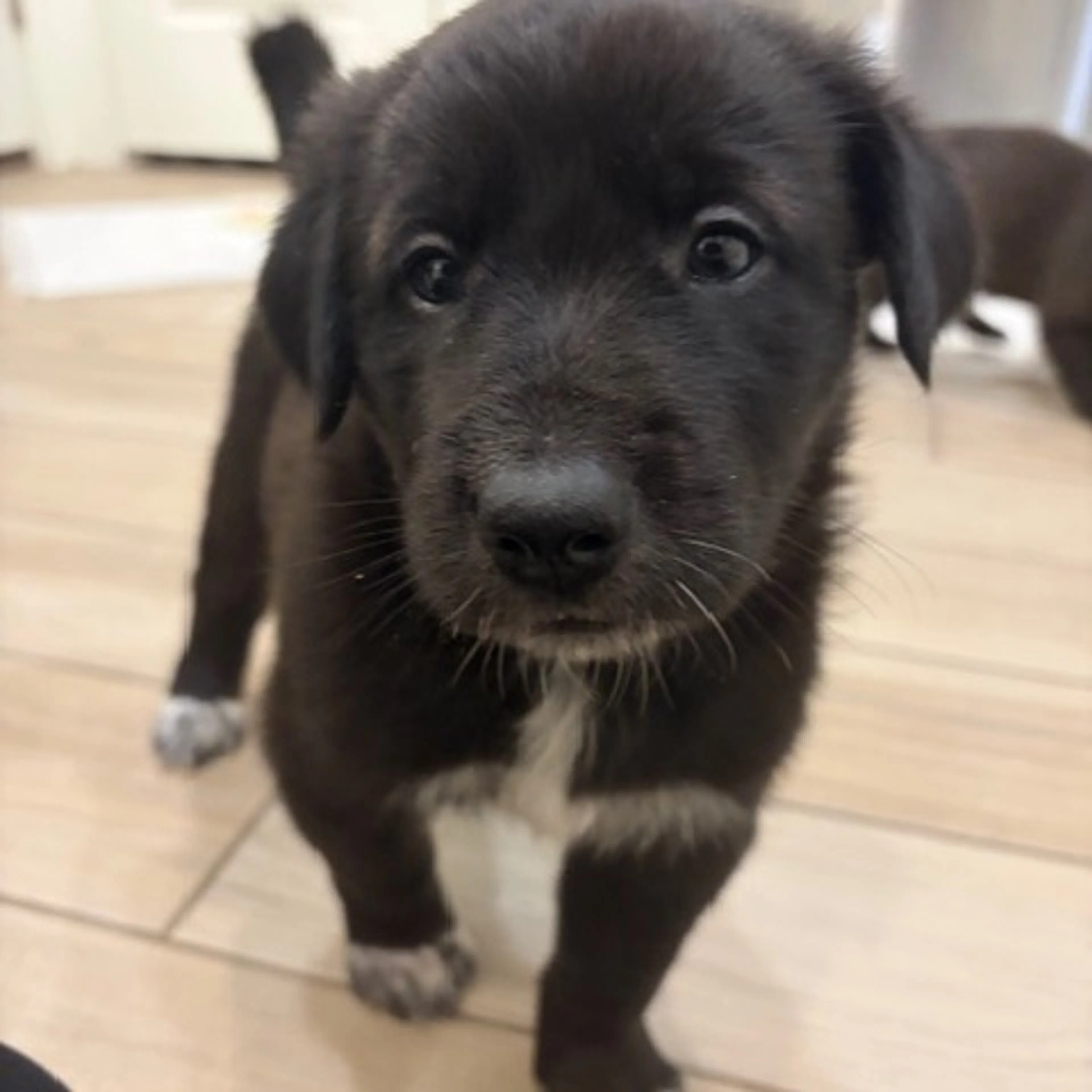 Found pet-5