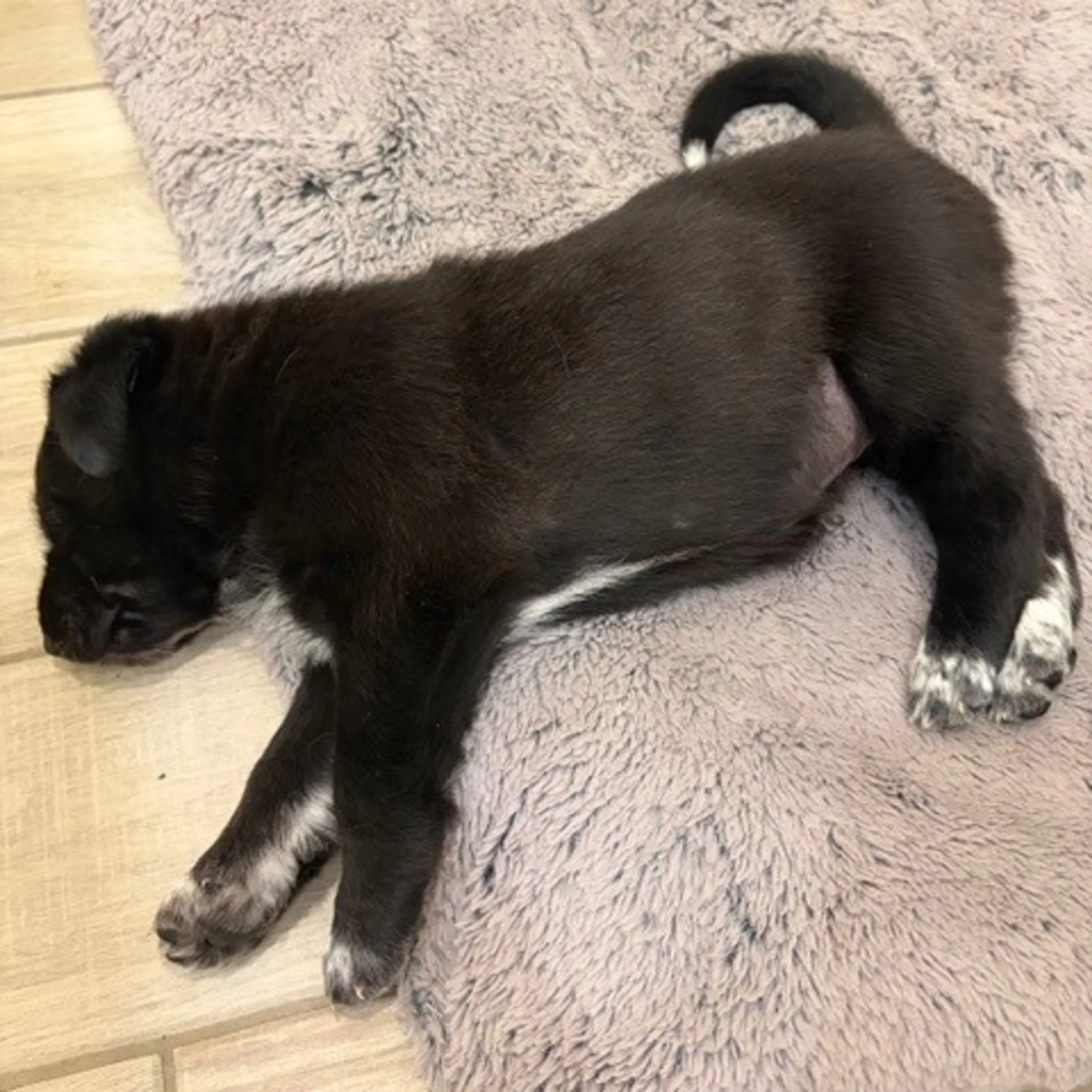 Found pet-3