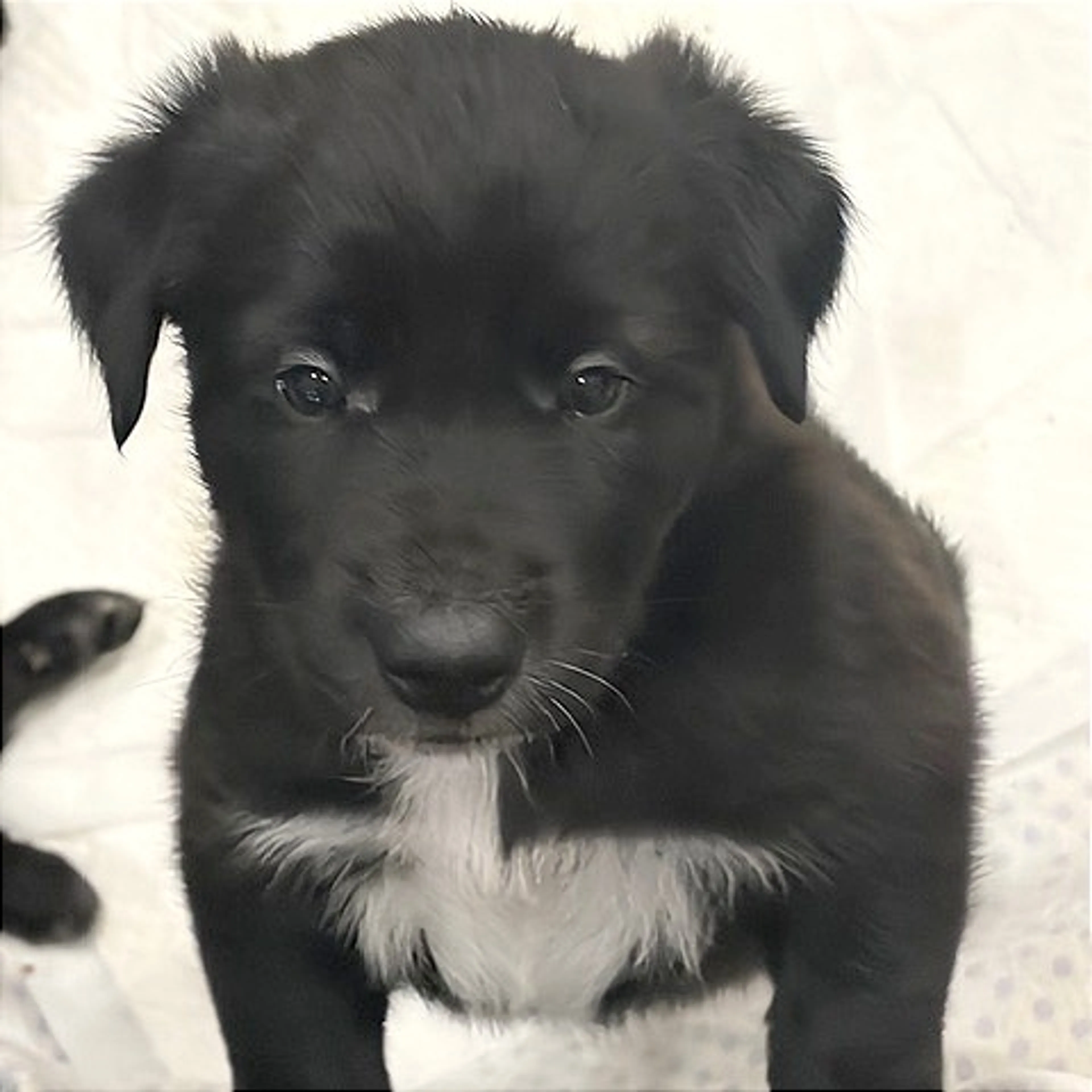 Found pet-0