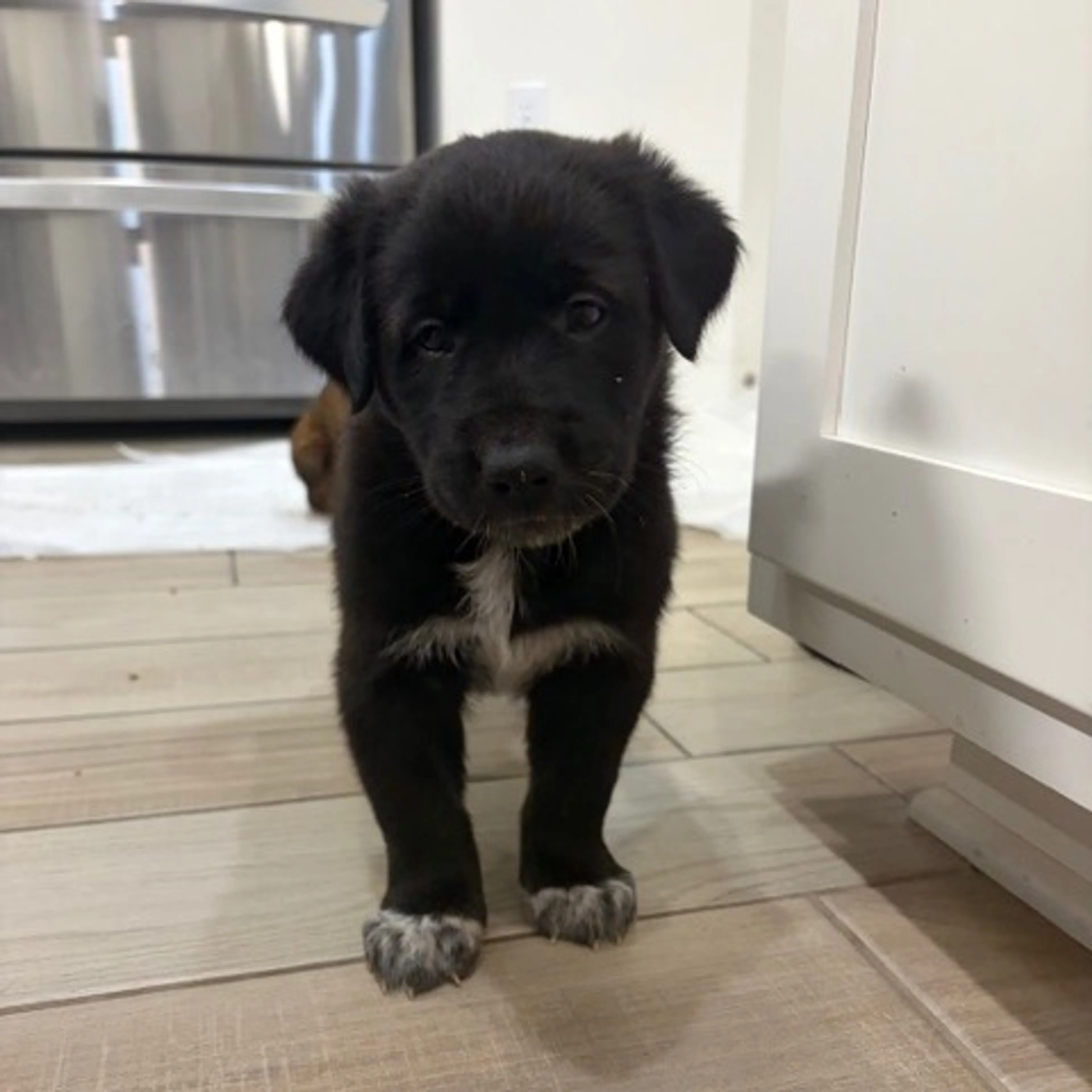Found pet-6