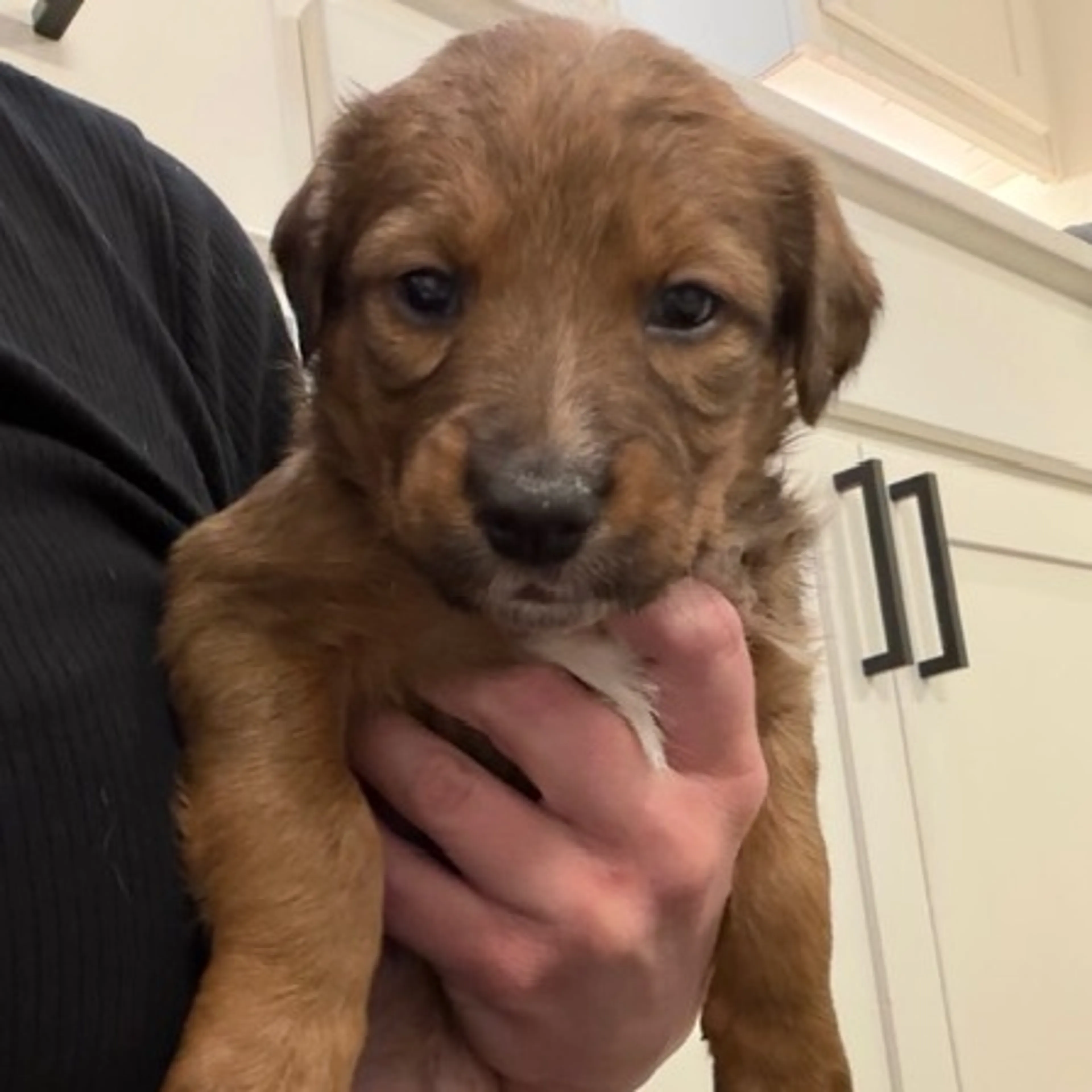 Found pet-5