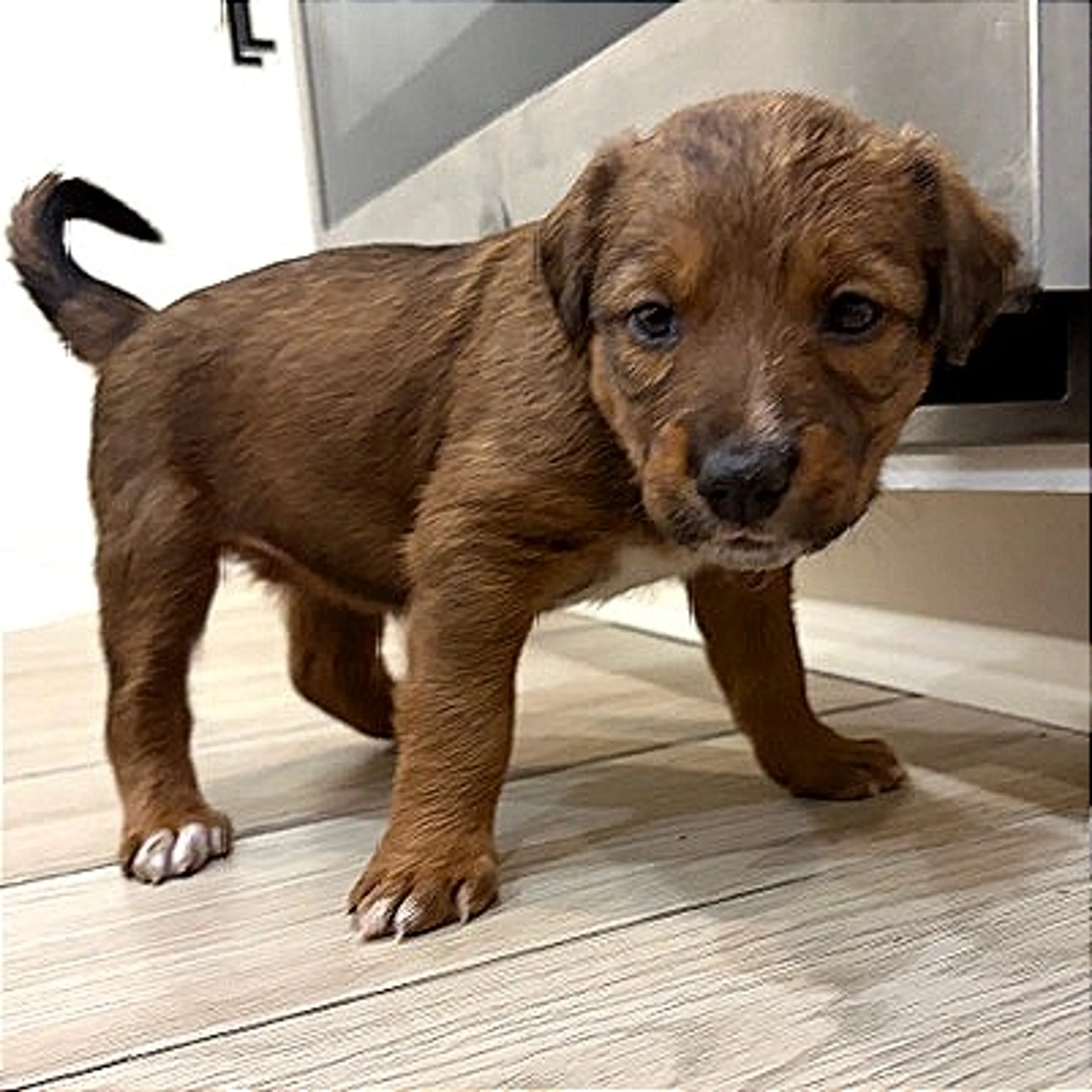 Found pet-4