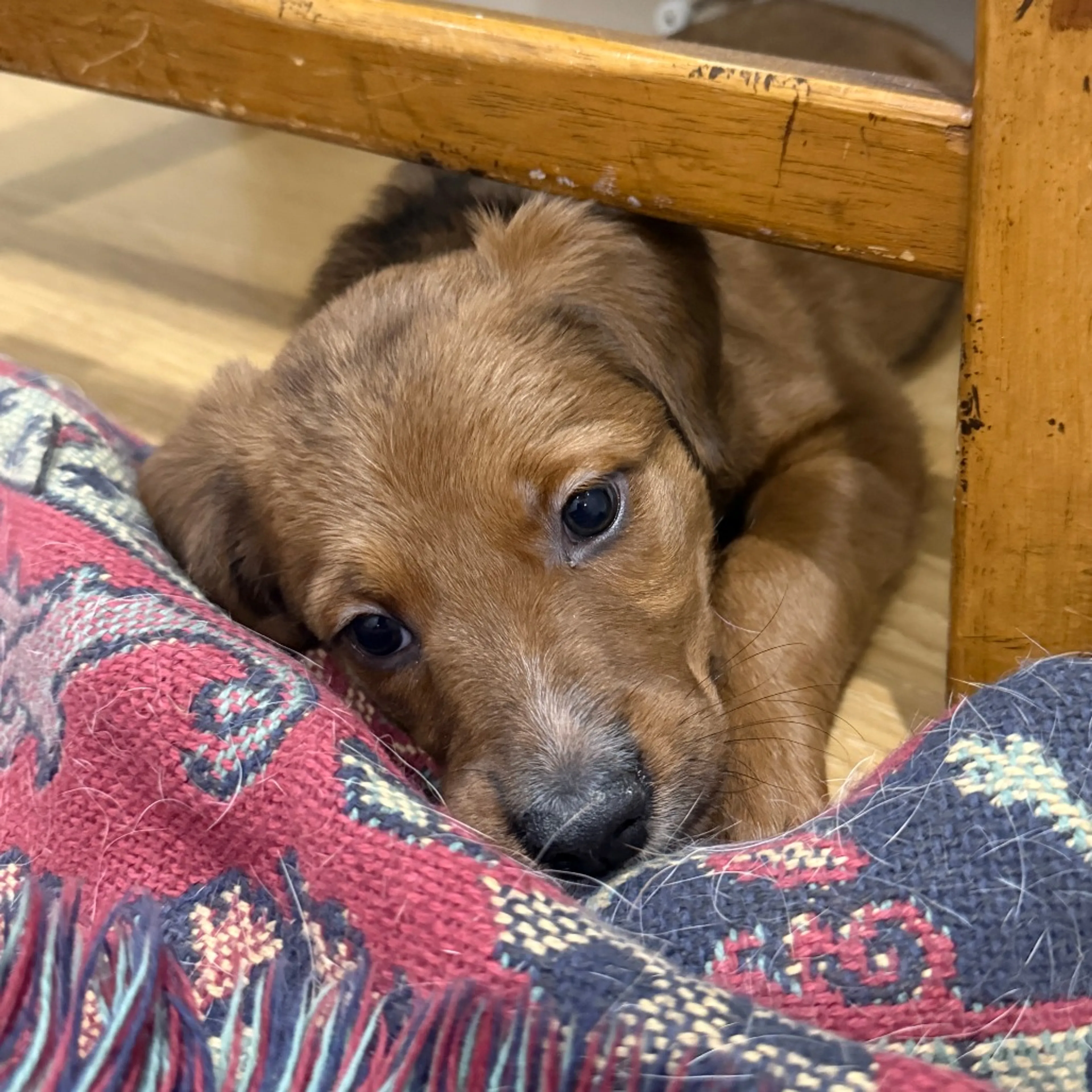 Found pet-7