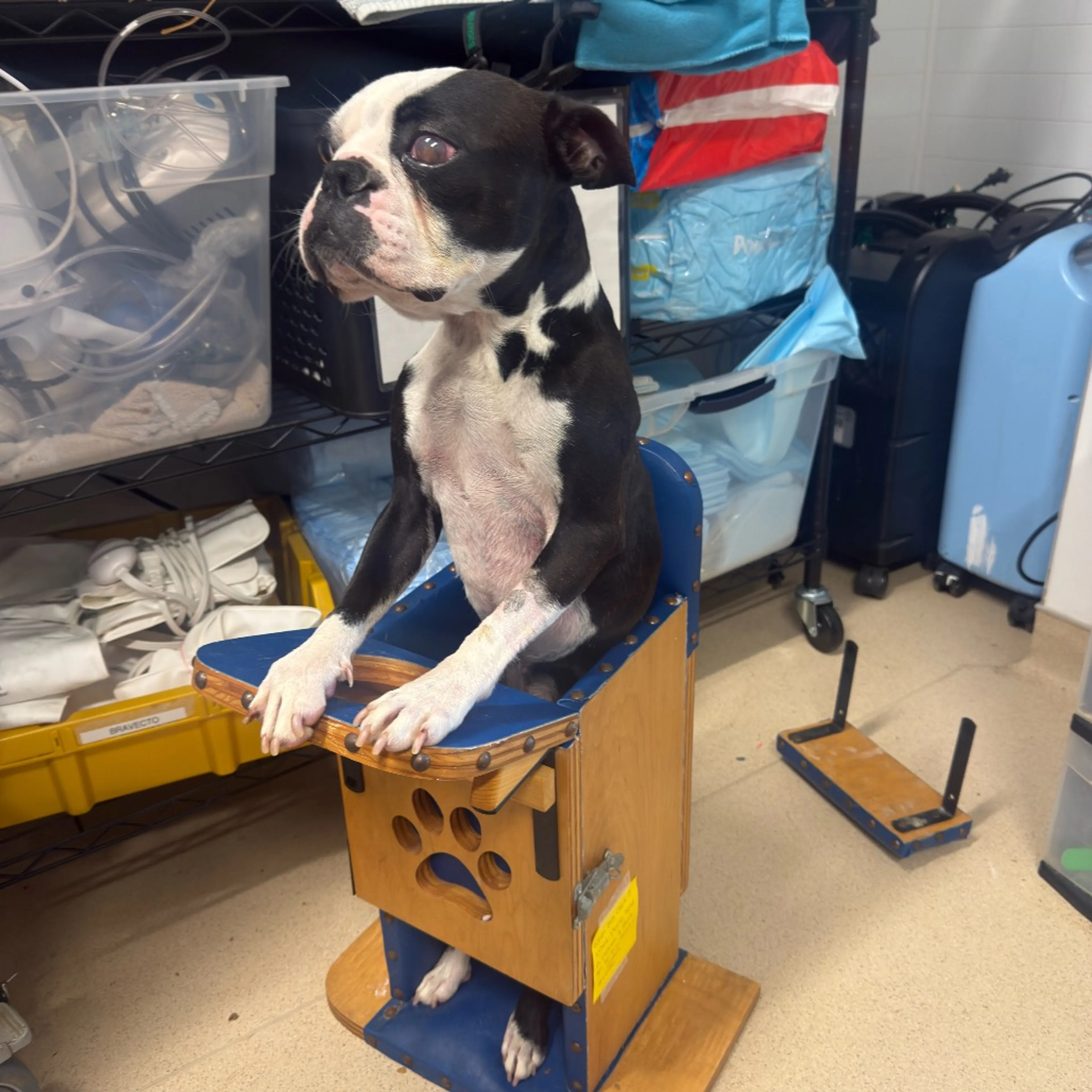Found pet-4