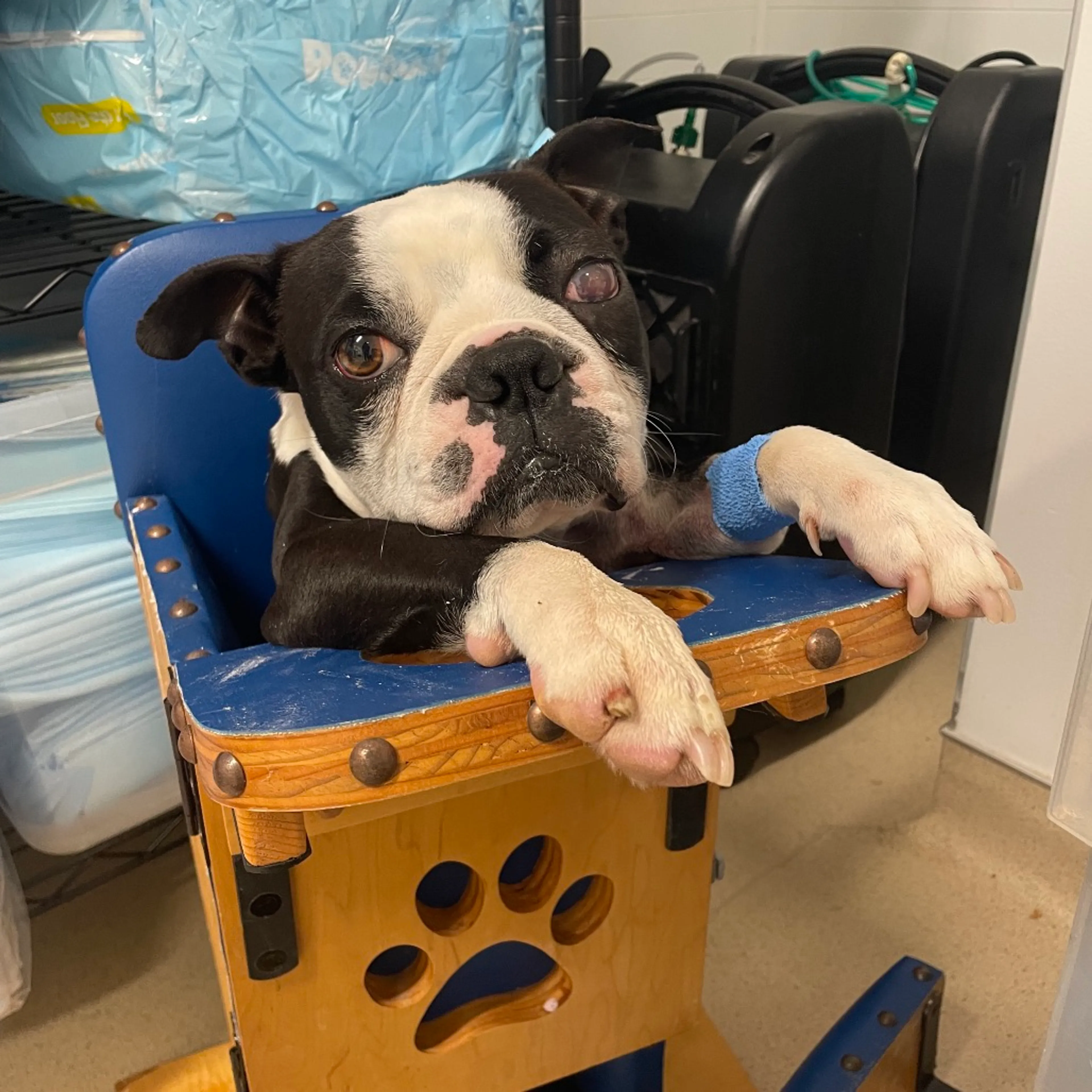 Found pet-3