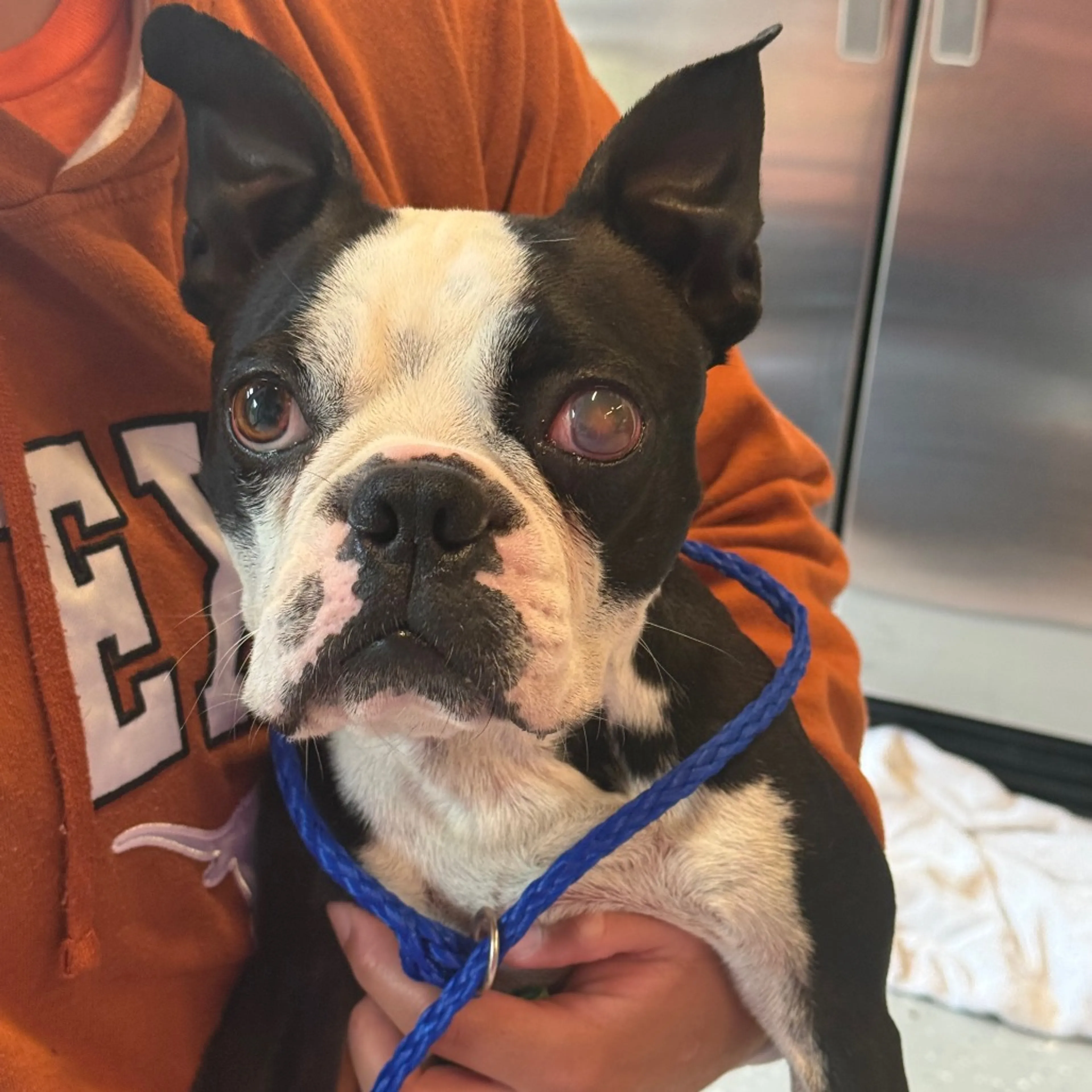 Found pet-5