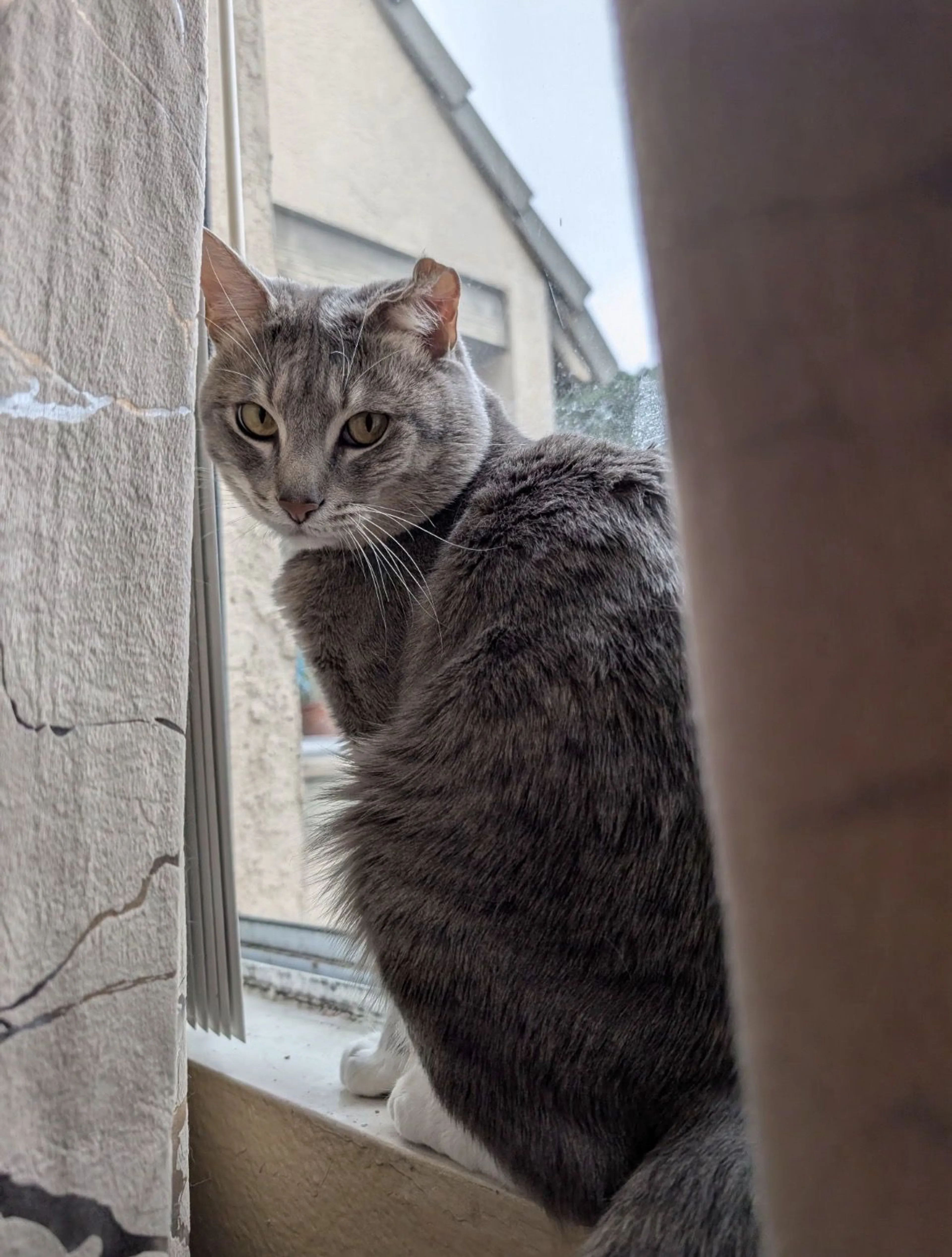 Lost pet-1