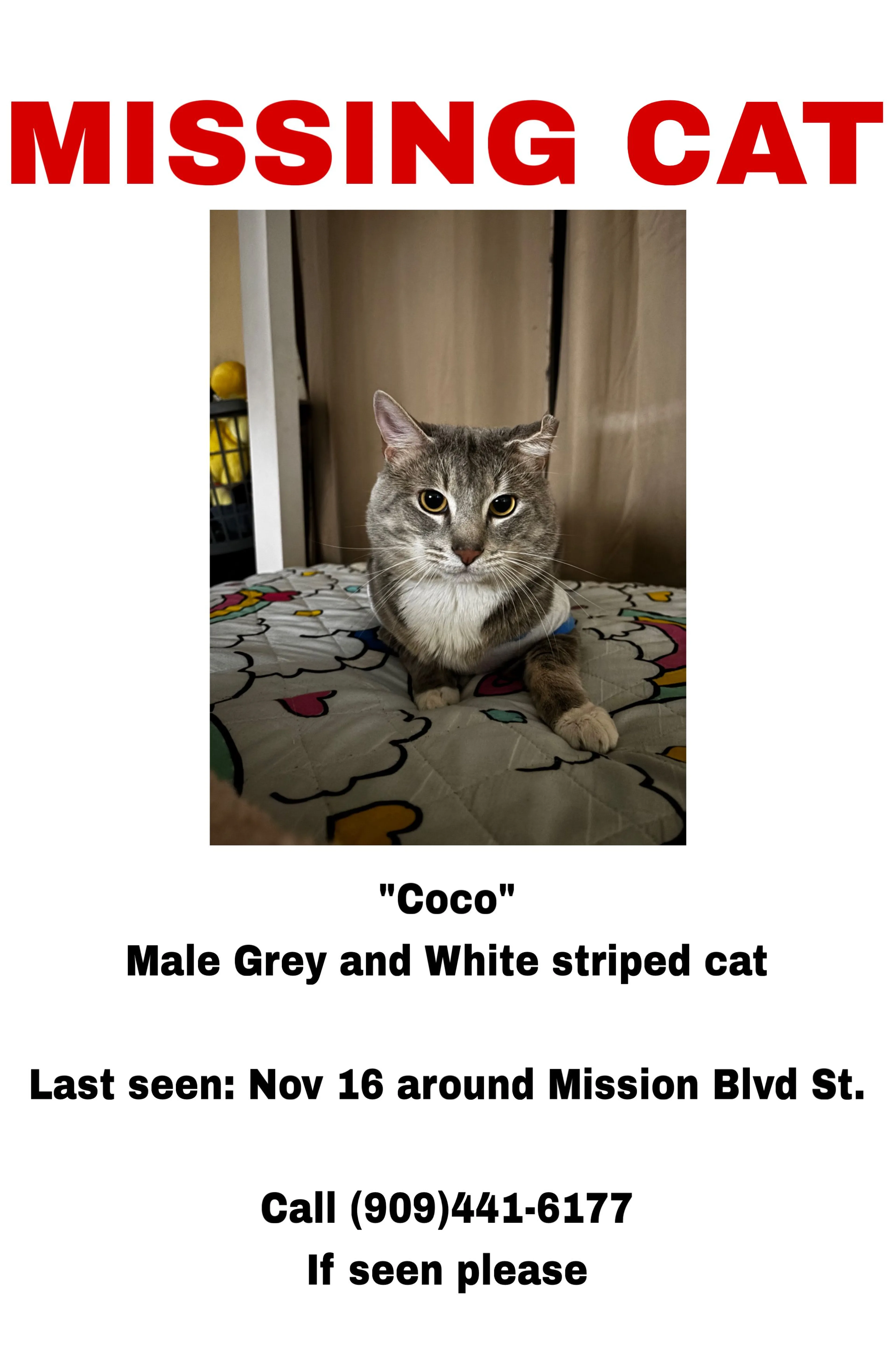 Lost pet-0