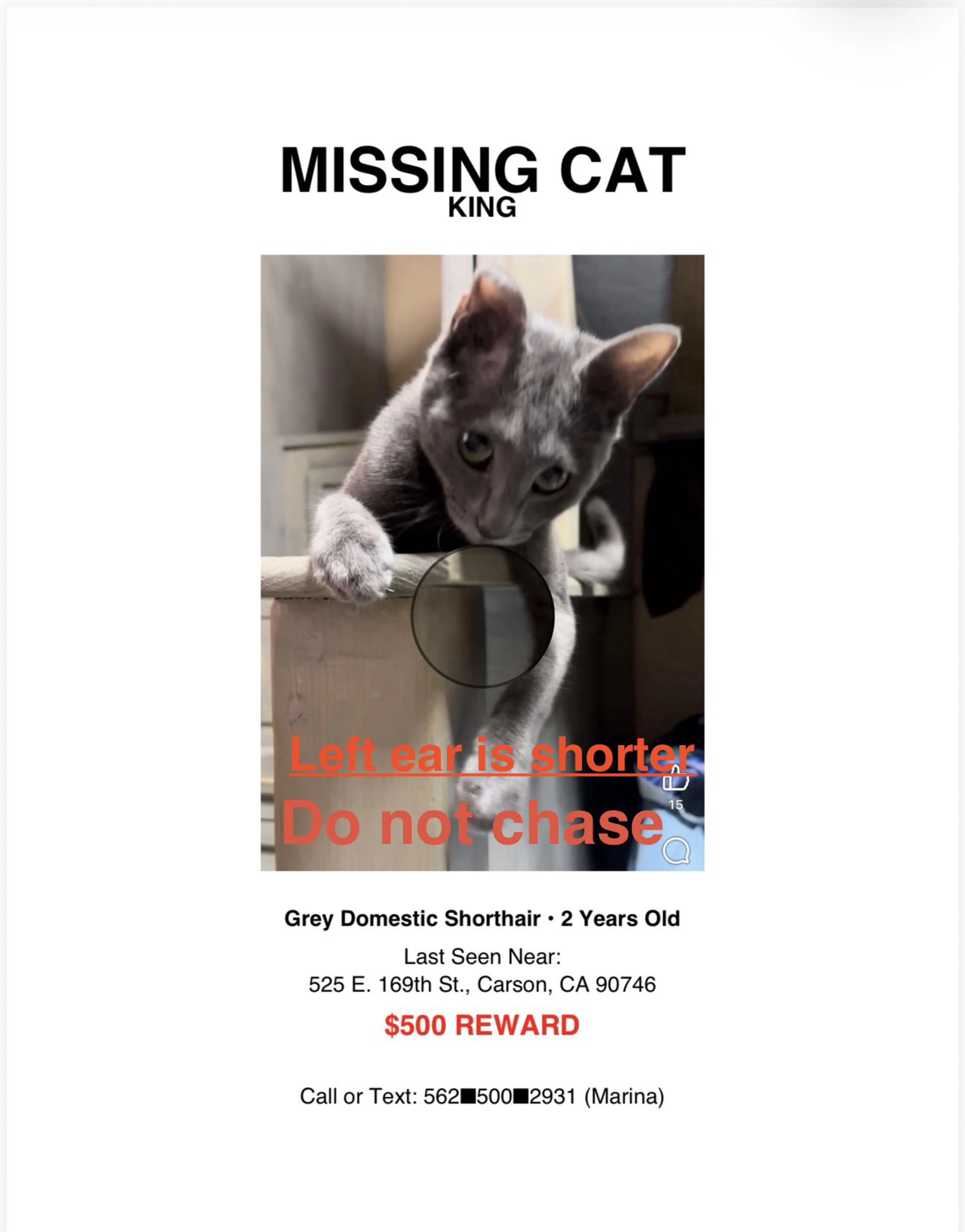 Lost pet-1
