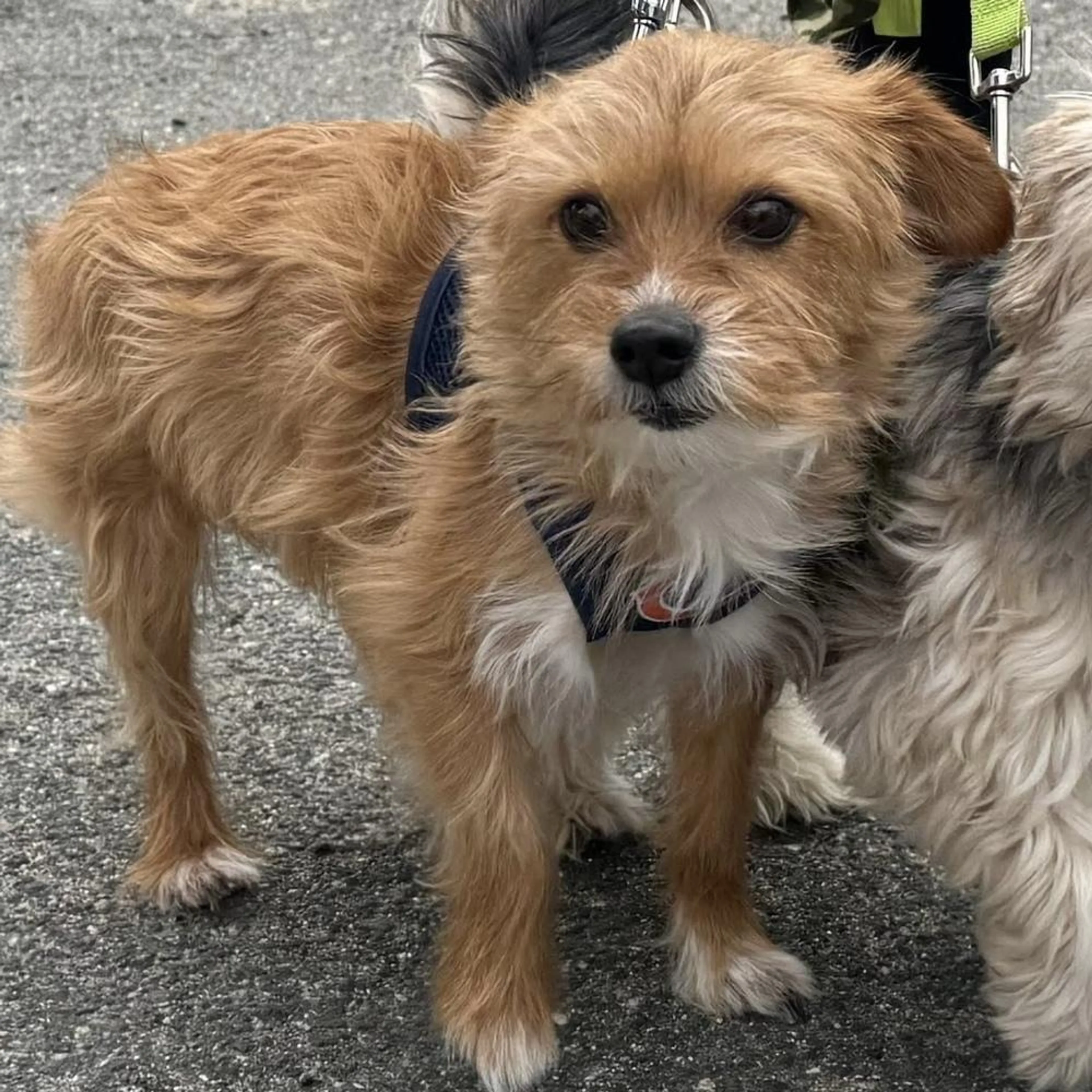 Found pet-2