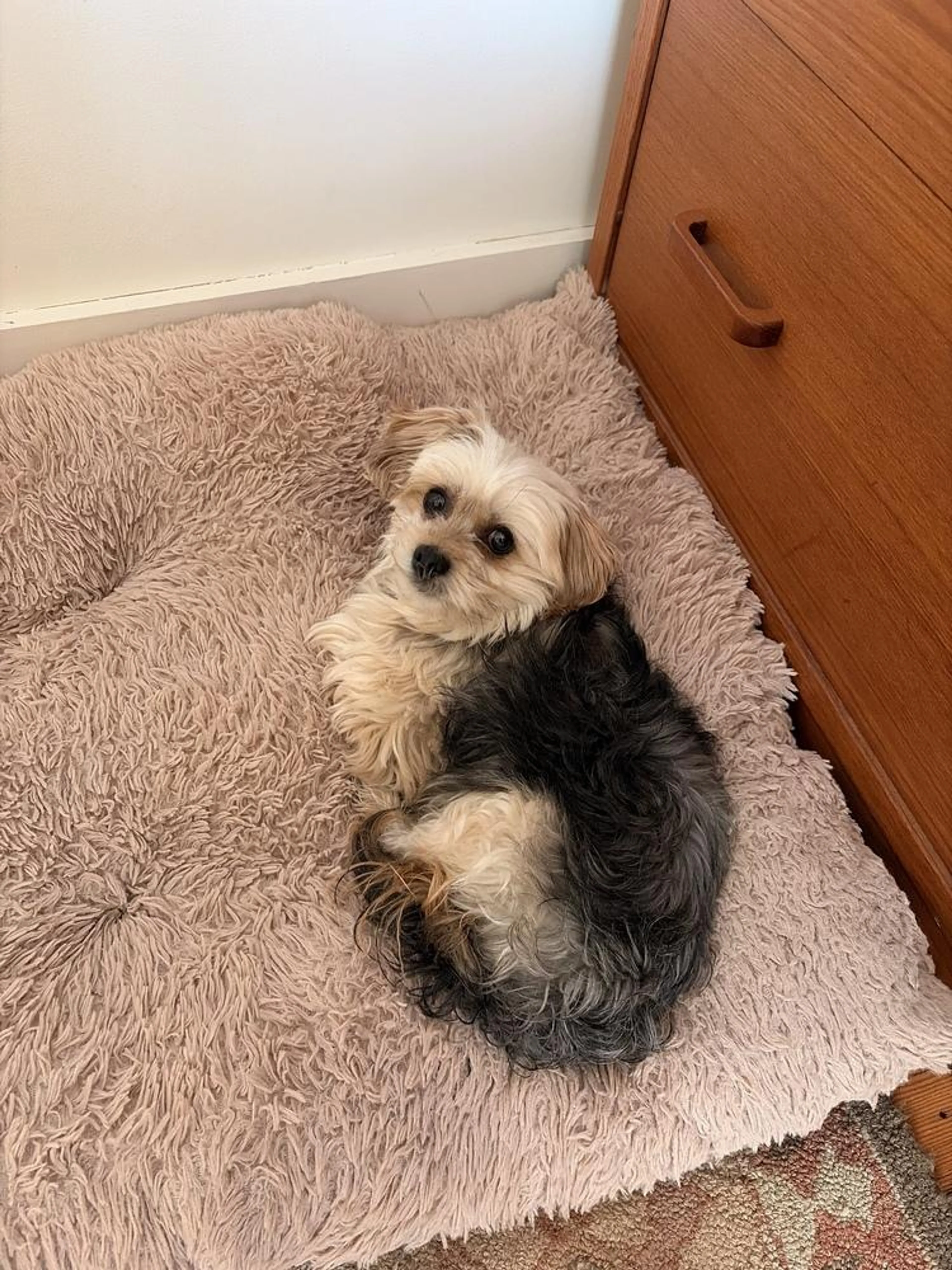 Found pet-0