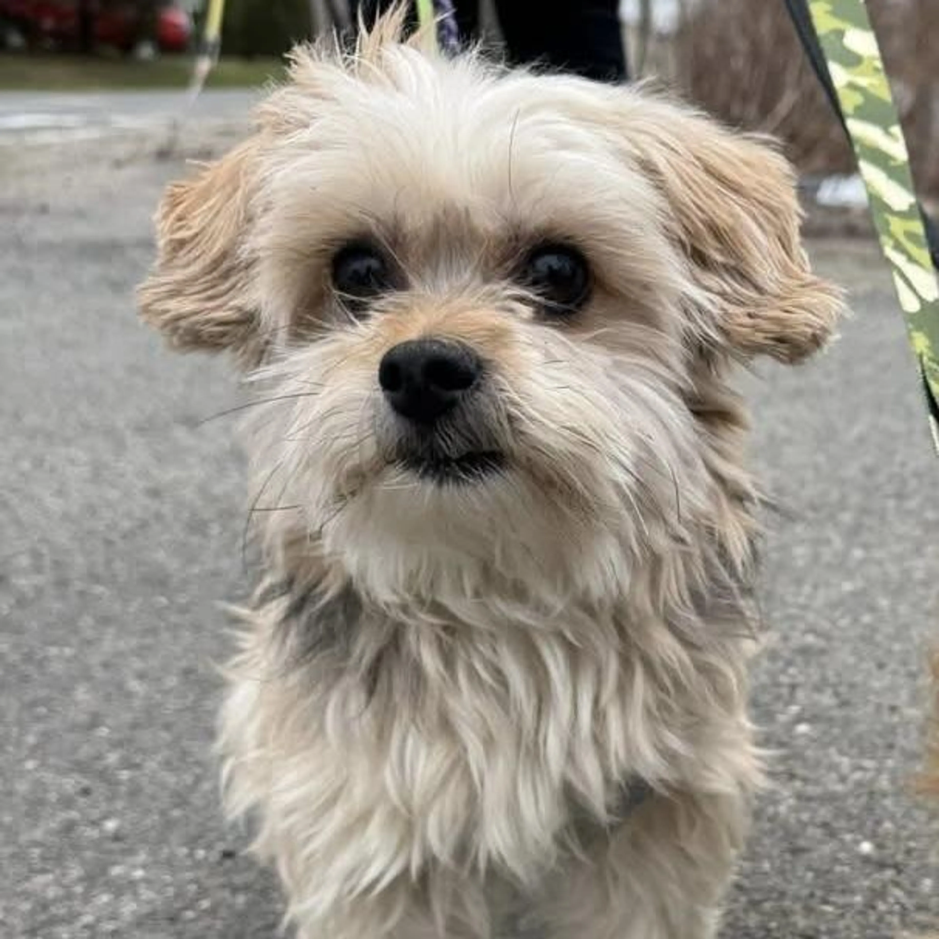 Found pet-2
