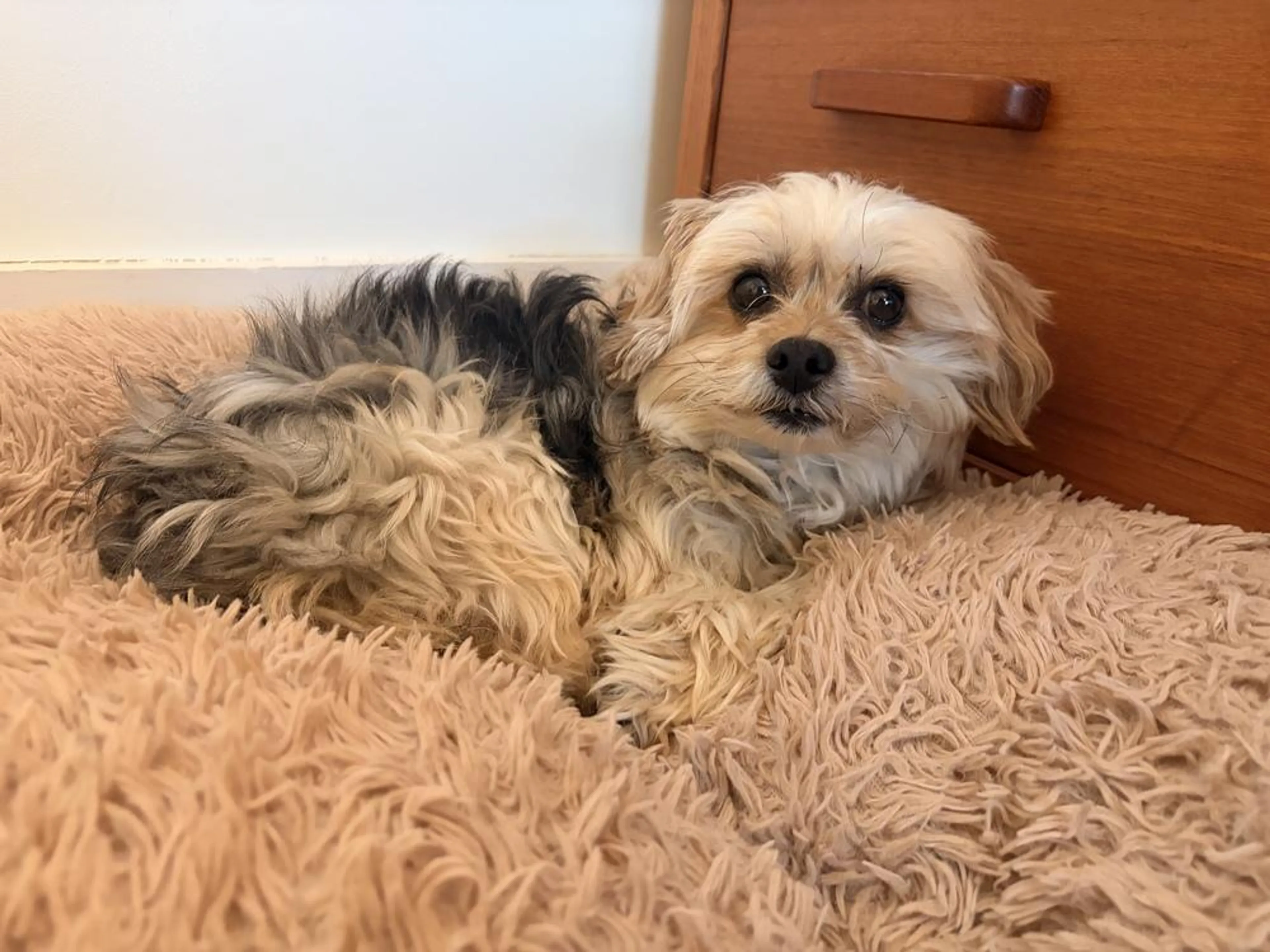 Found pet-1