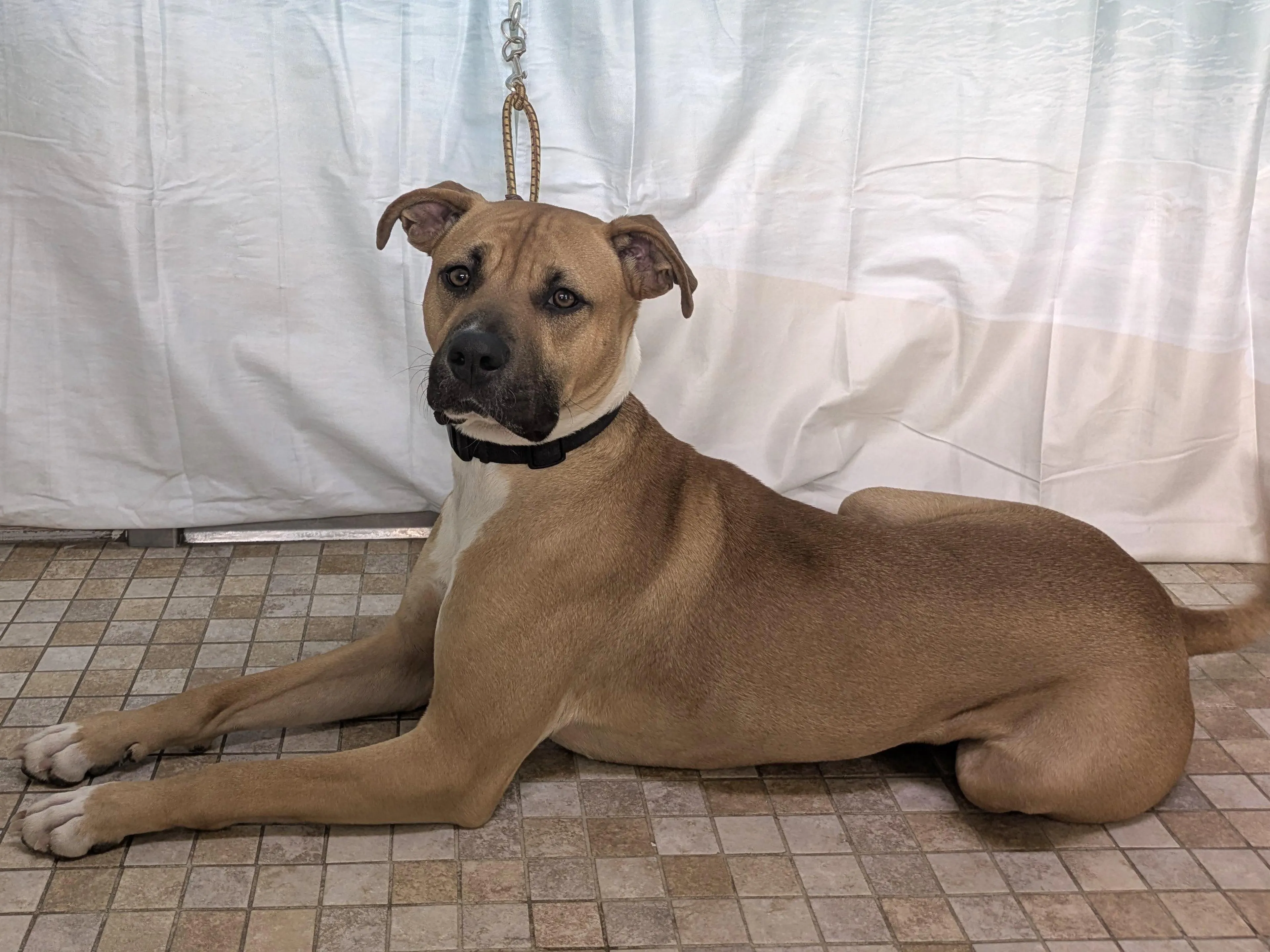 Found pet-3