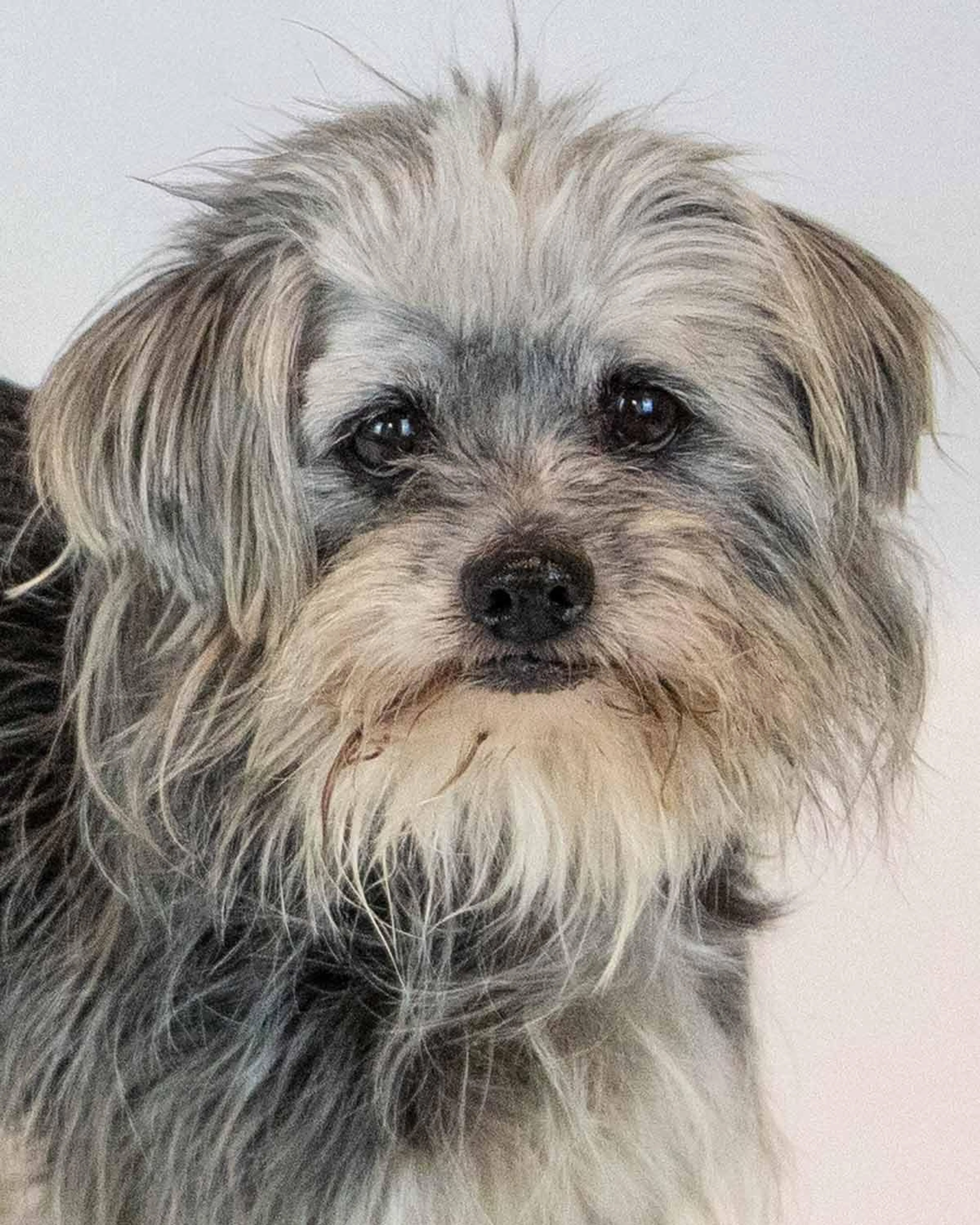 Found pet-2