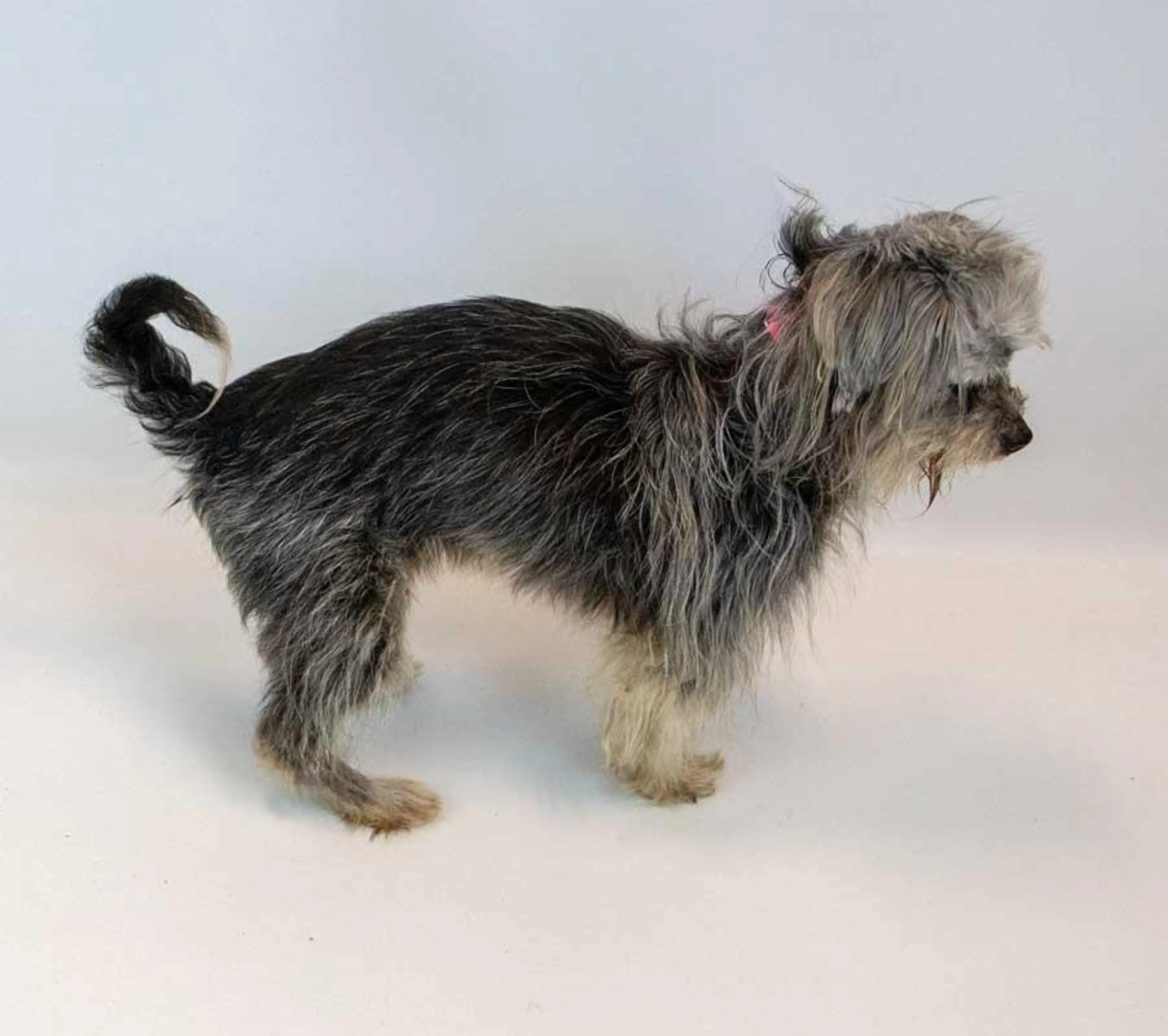 Found pet-5