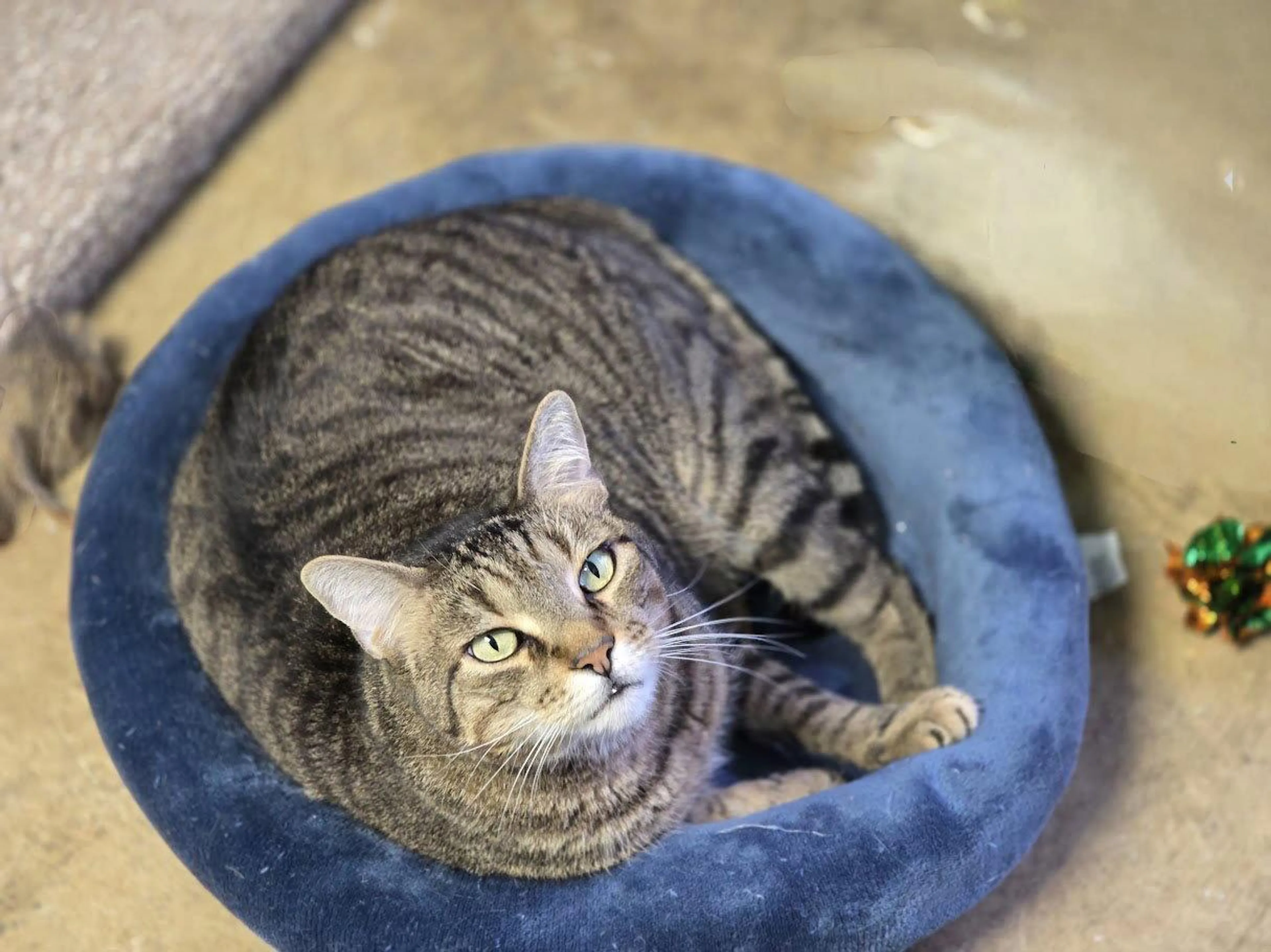 Found pet-2