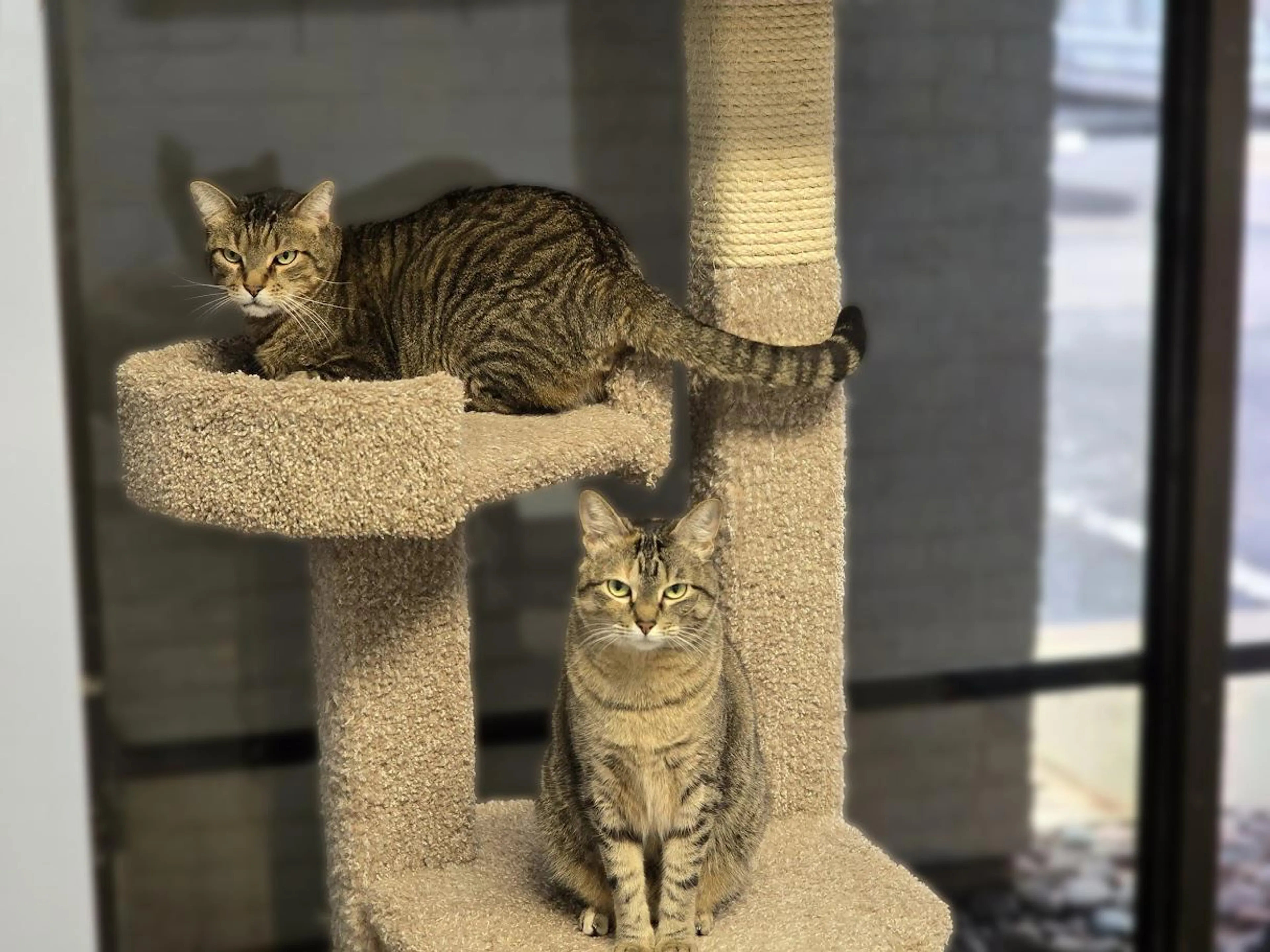 Found pet-1