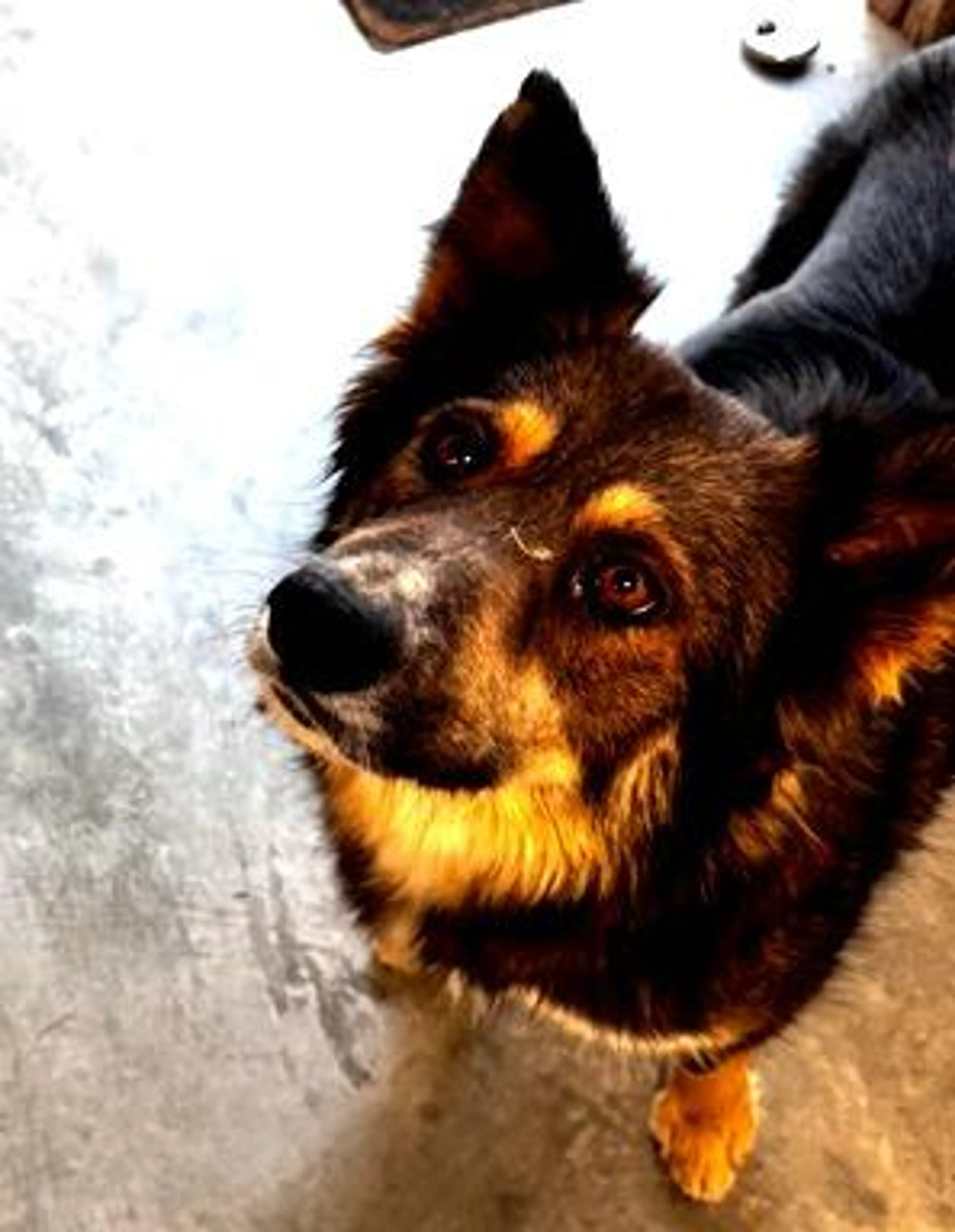 Found pet