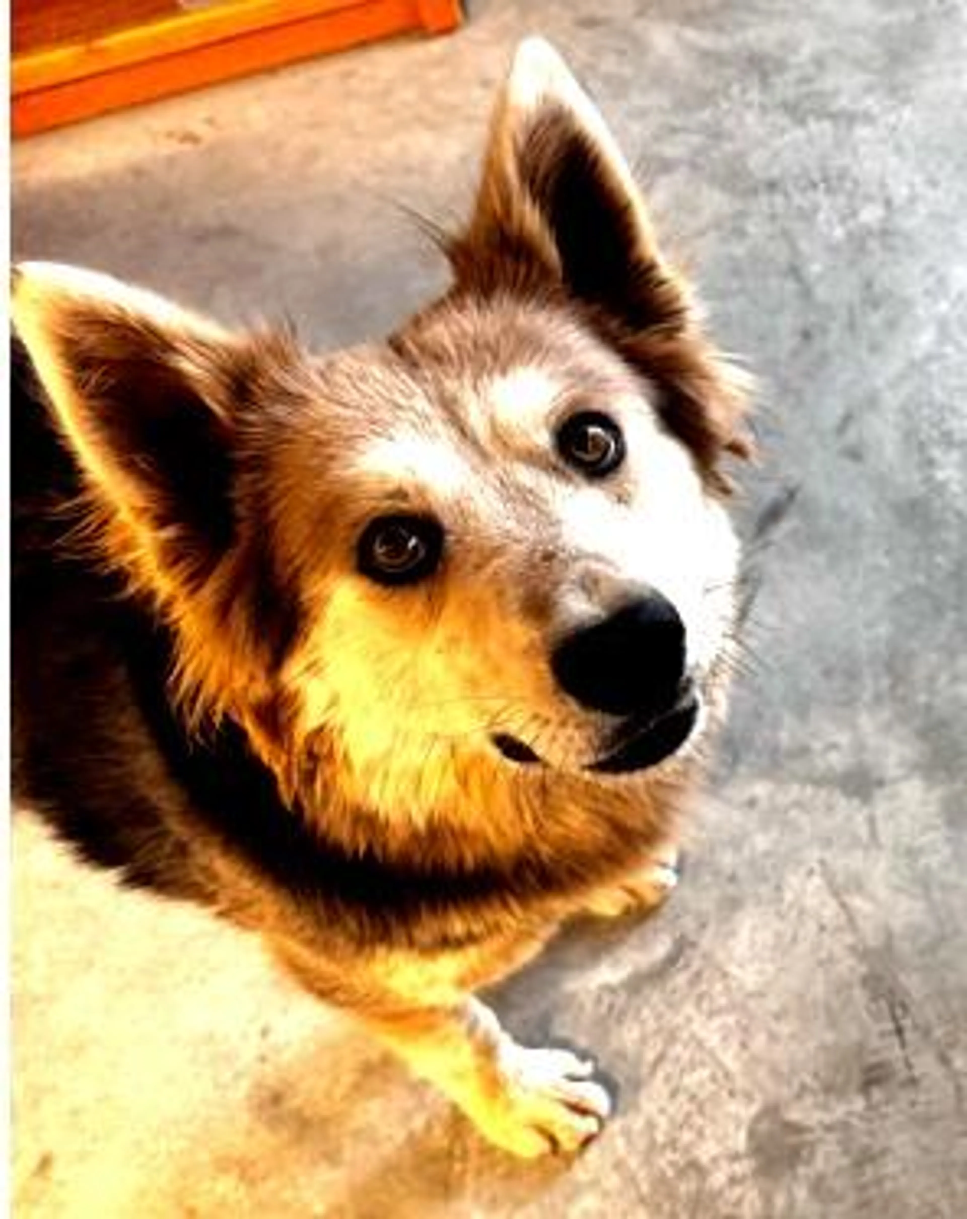 Found pet