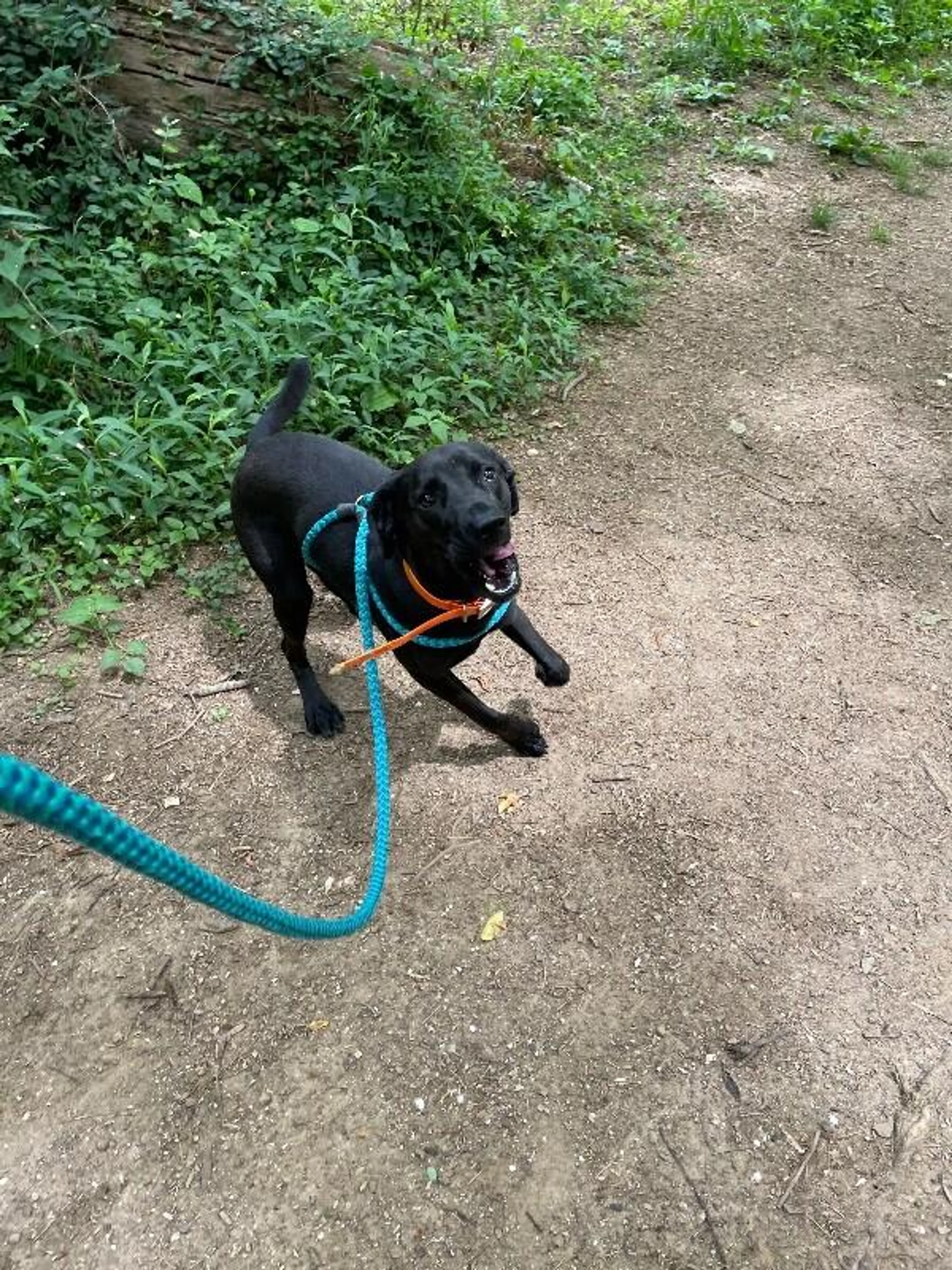 Found pet-3