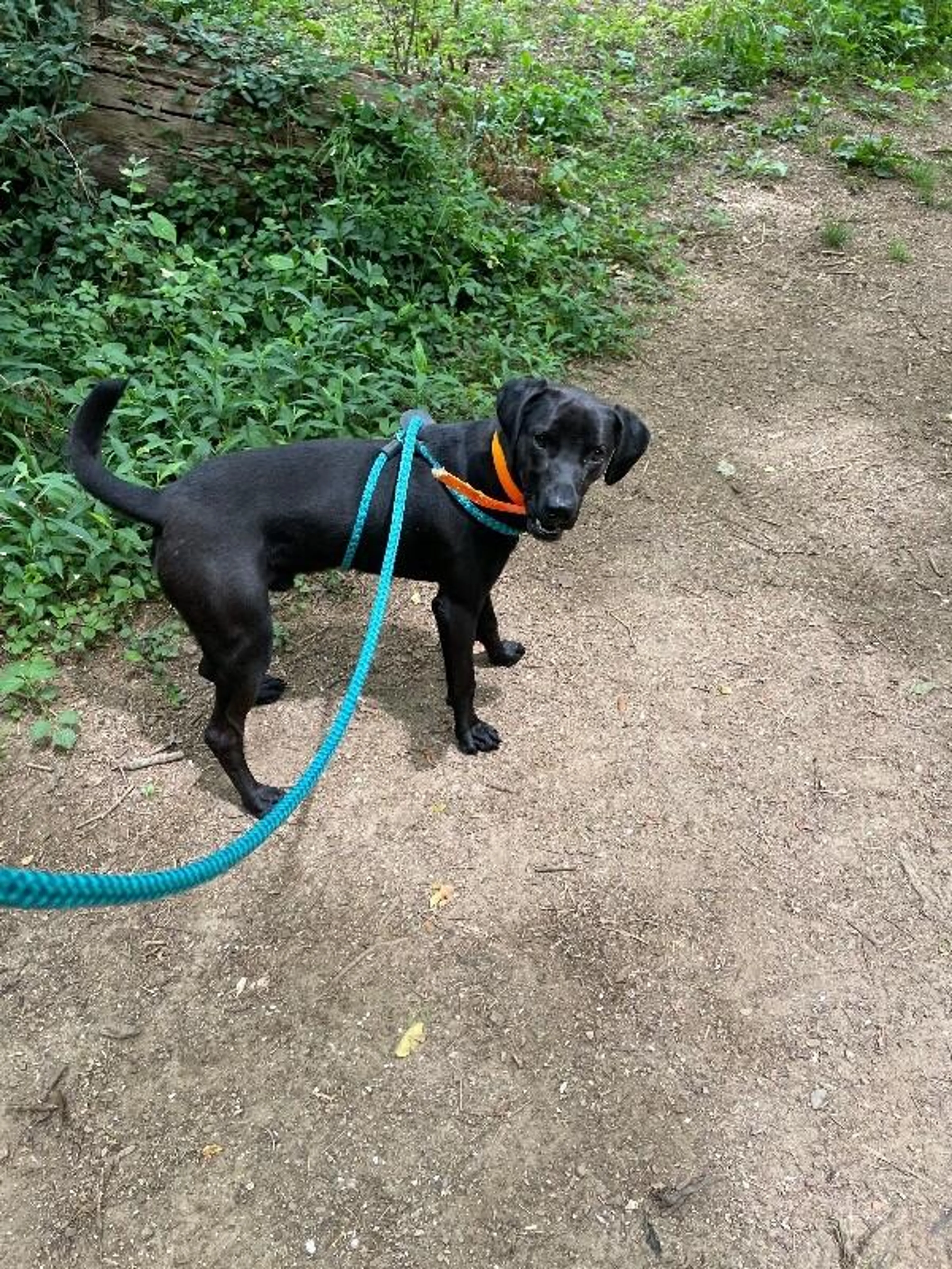 Found pet-0