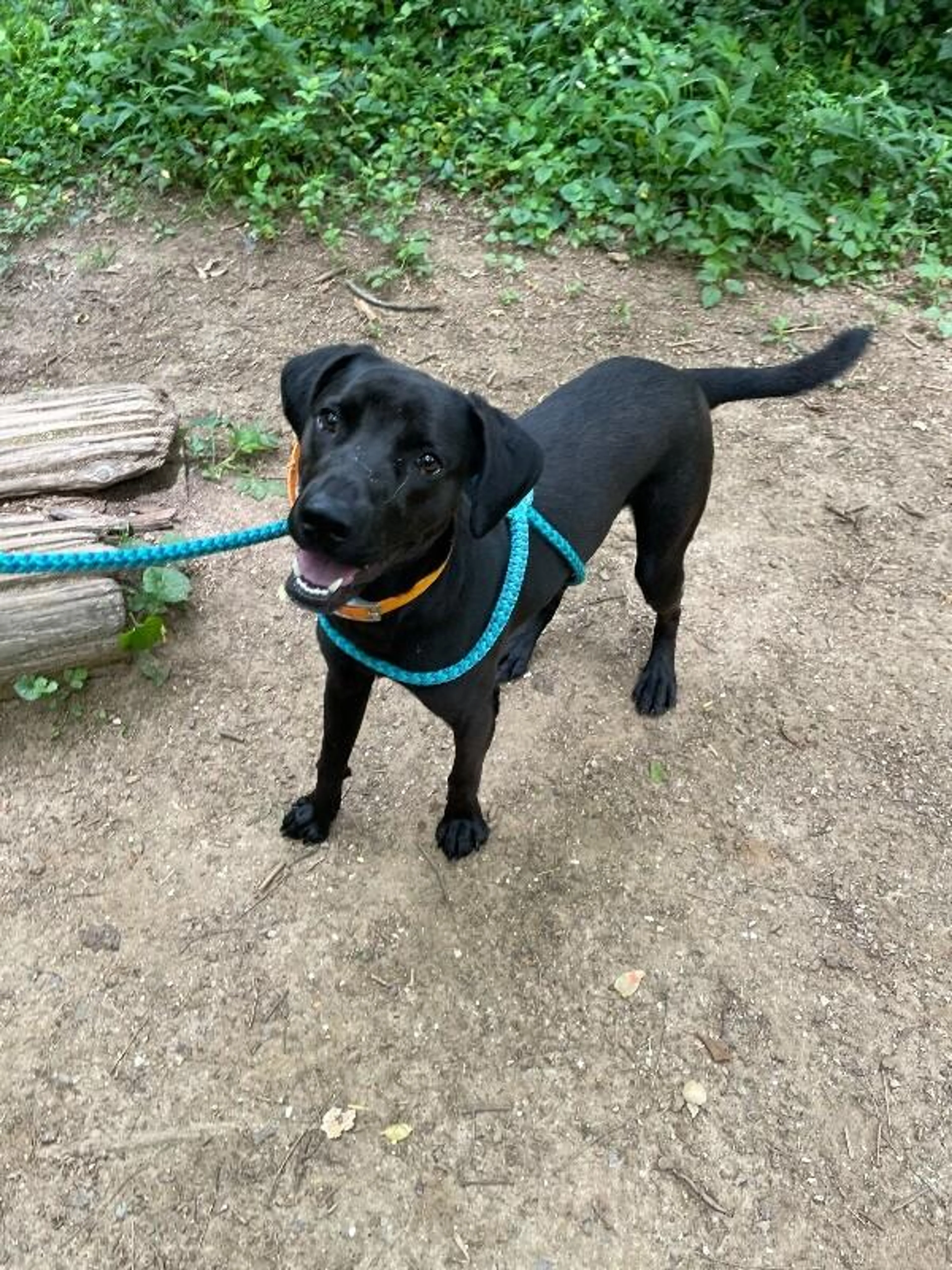 Found pet-4