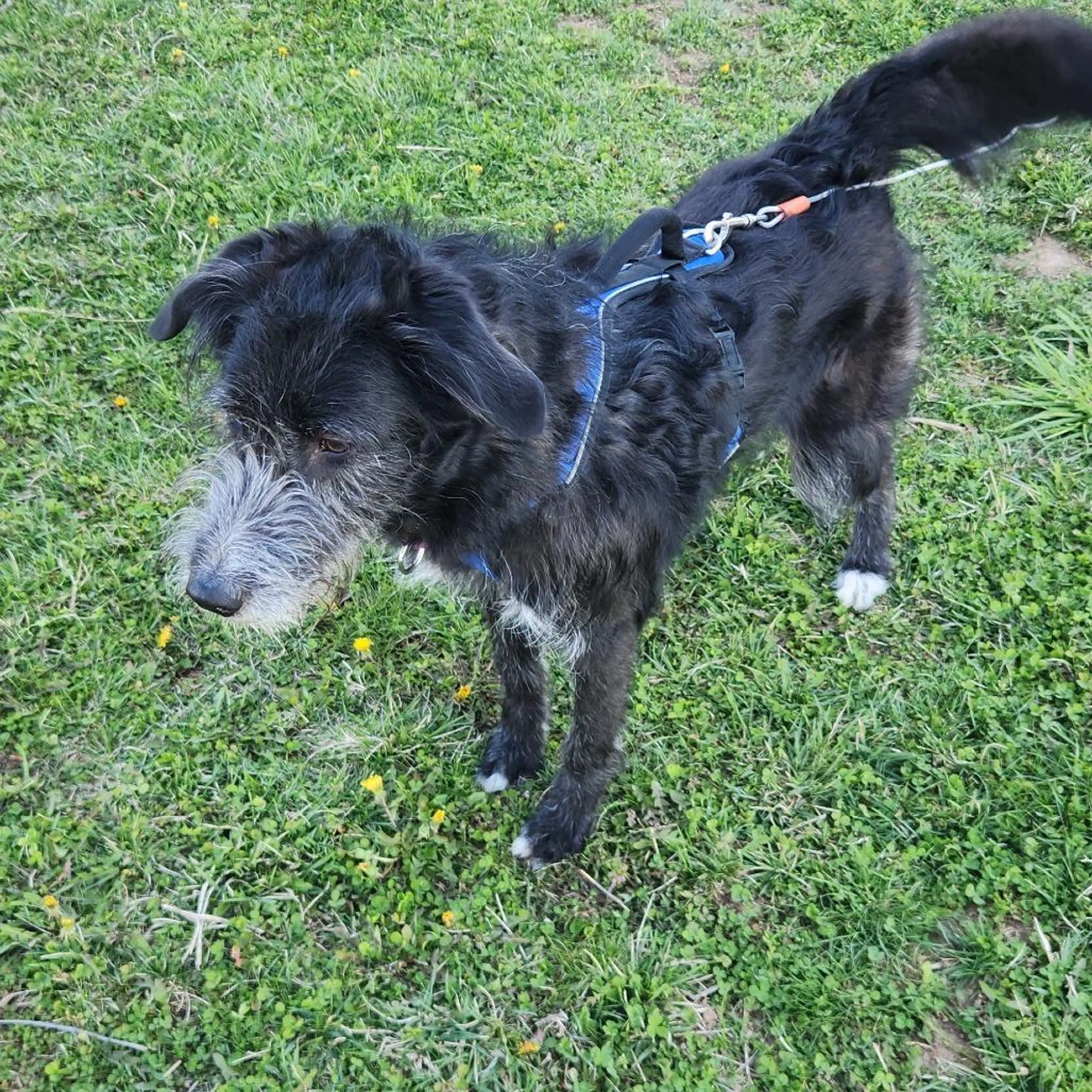 Found pet-2