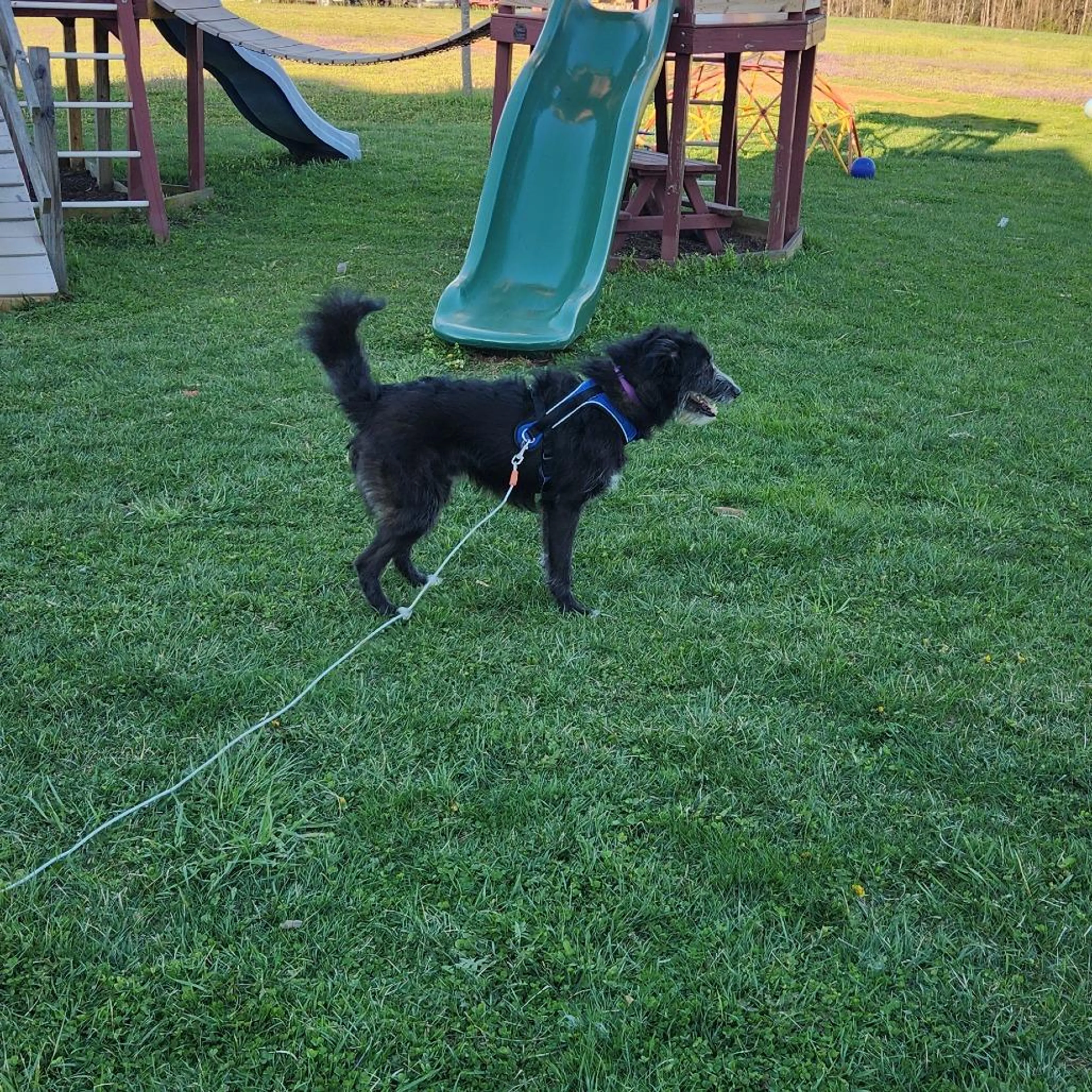 Found pet-0